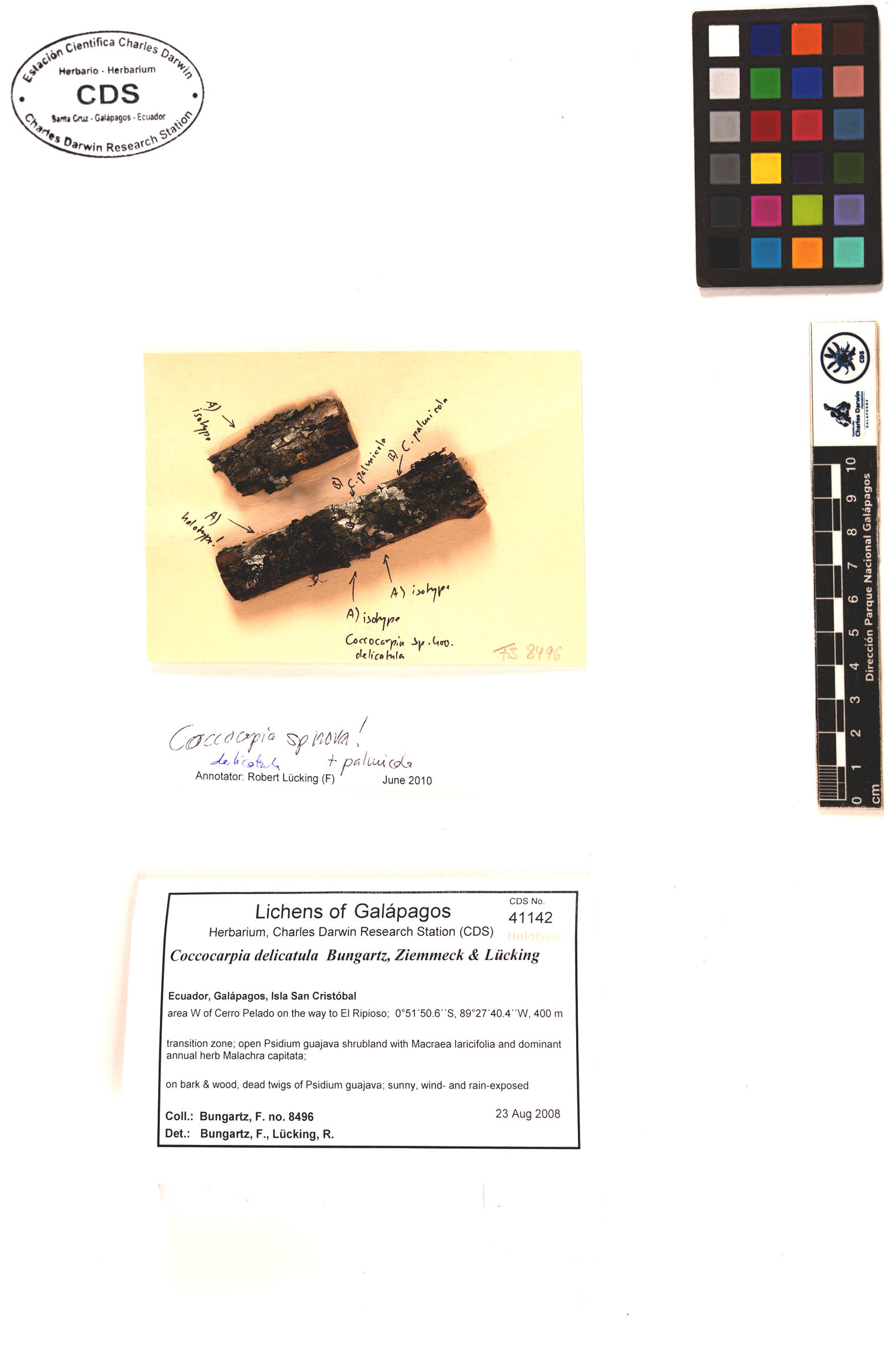 Coccocarpia delicatula type specimen Photo: CDS.