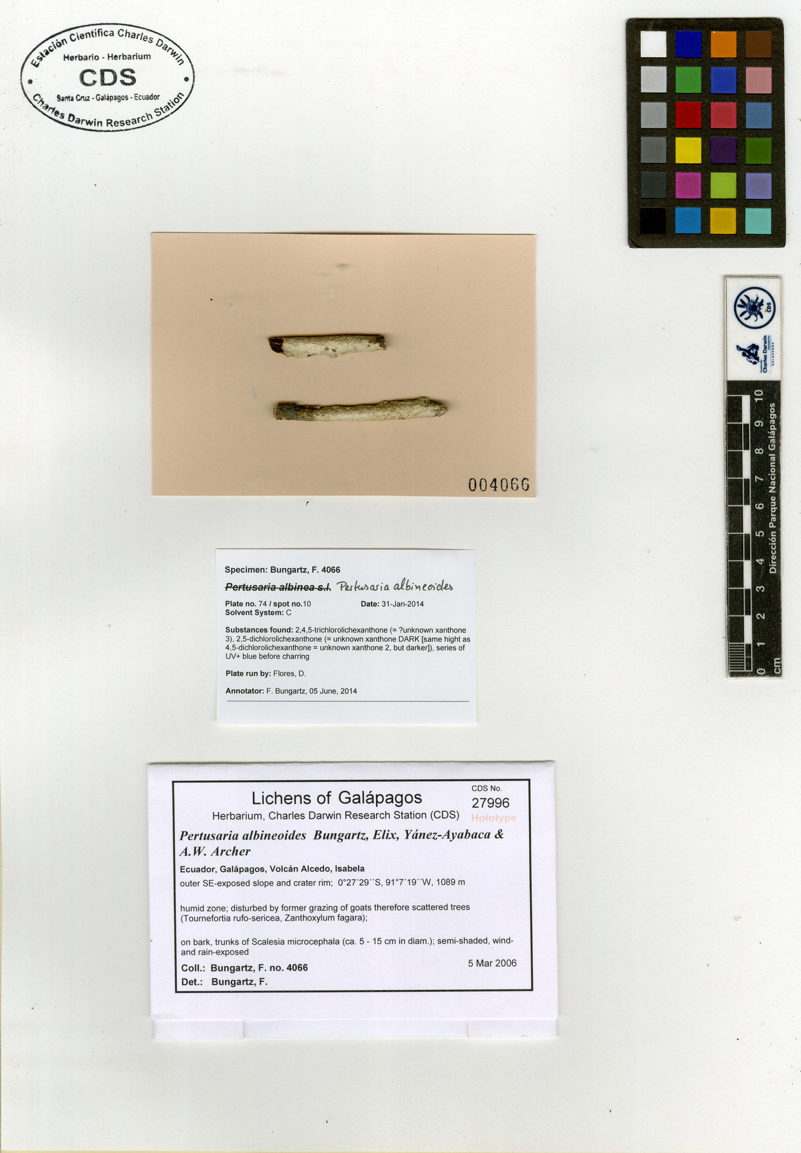 Pertusaria albineoides type specimen Photo: CDS.