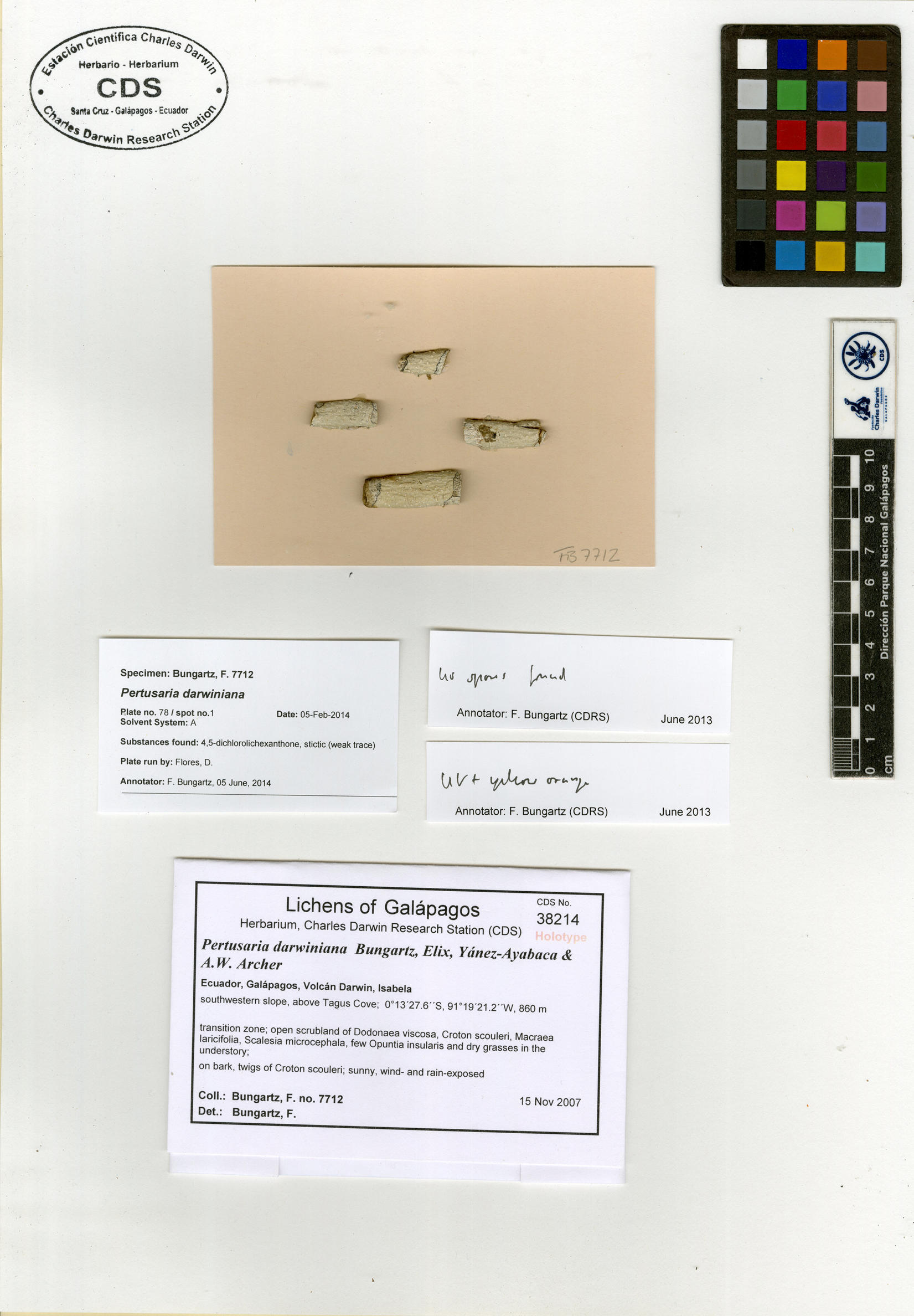 Pertusaria darwiniana type specimen Photo: CDS.