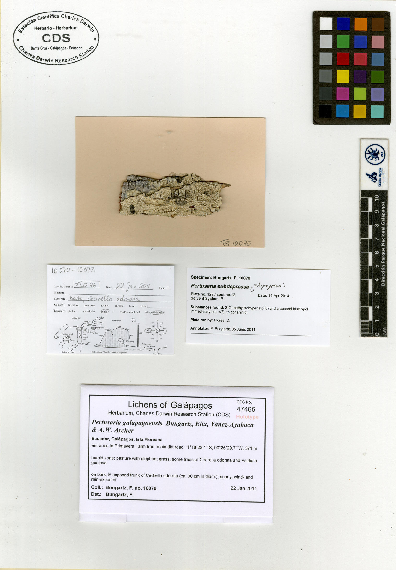 Pertusaria galapagoensis type specimen Photo: CDS.