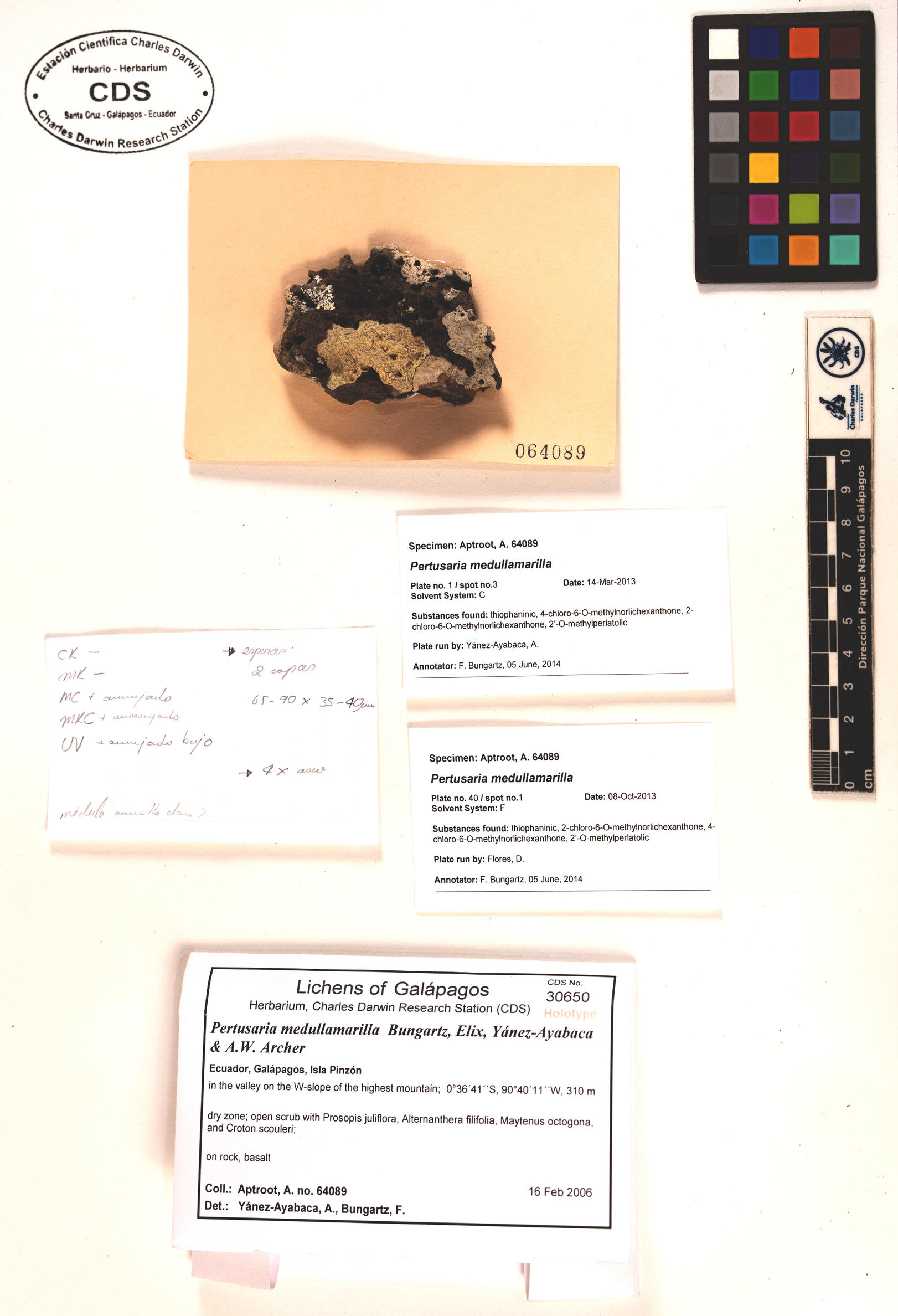 Pertusaria medullamarilla type specimen Photo: CDS.