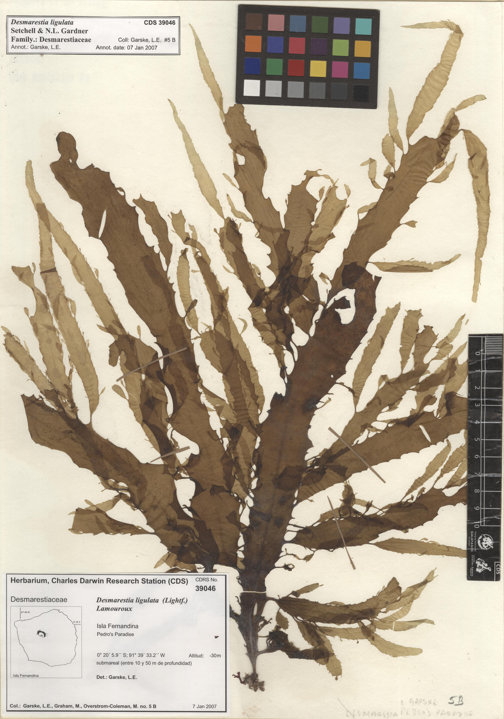  Desmarestia ligulata , CDS specimen herbarium. Photo: Bravo, L..