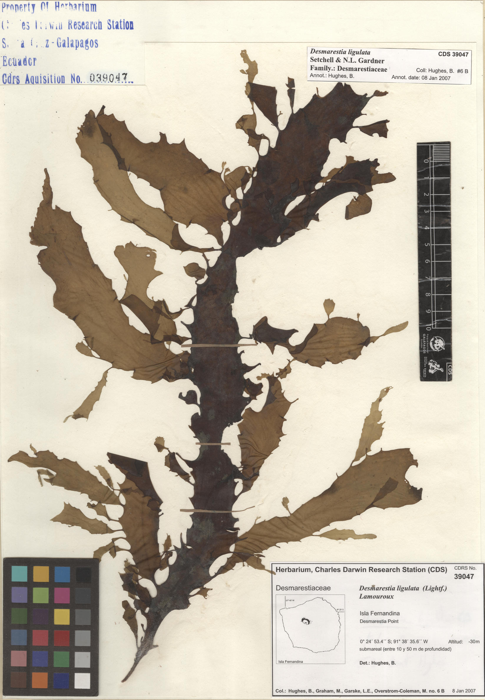  Desmarestia ligulata , CDS specimen herbarium. Photo: Bravo, L..