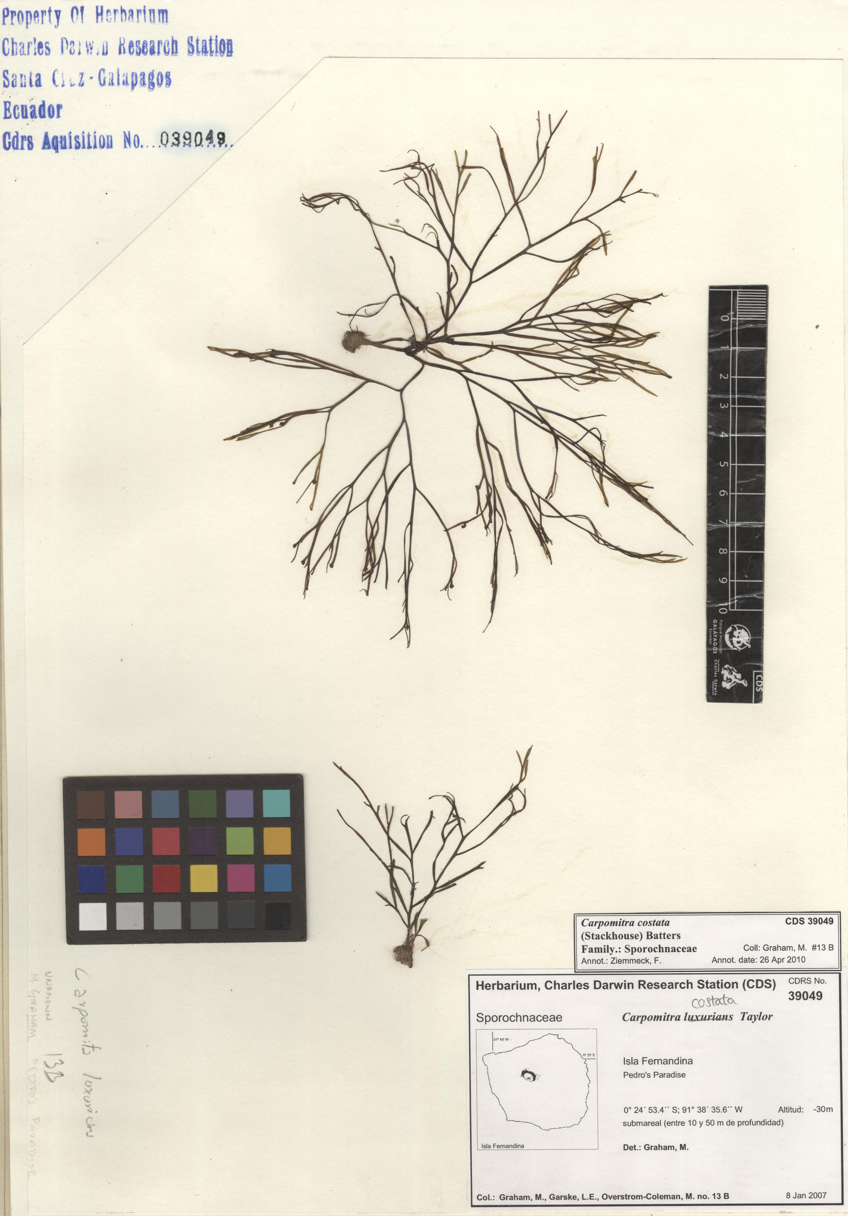  Carpomitra costata , CDS specimen herbarium. Photo: Bravo, L..