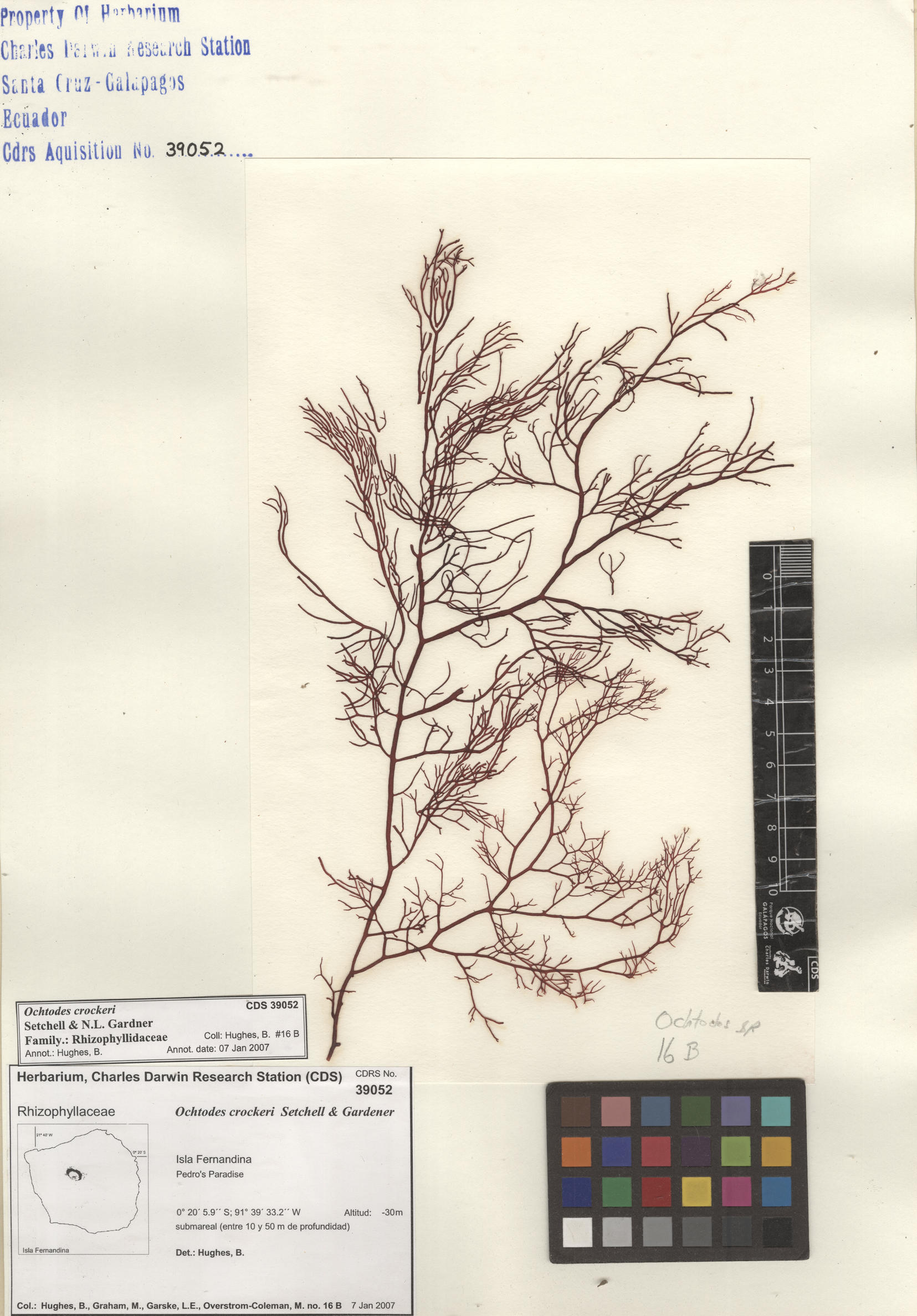  Ochtodes crockeri , CDS specimen herbarium. Photo: Bravo, L..