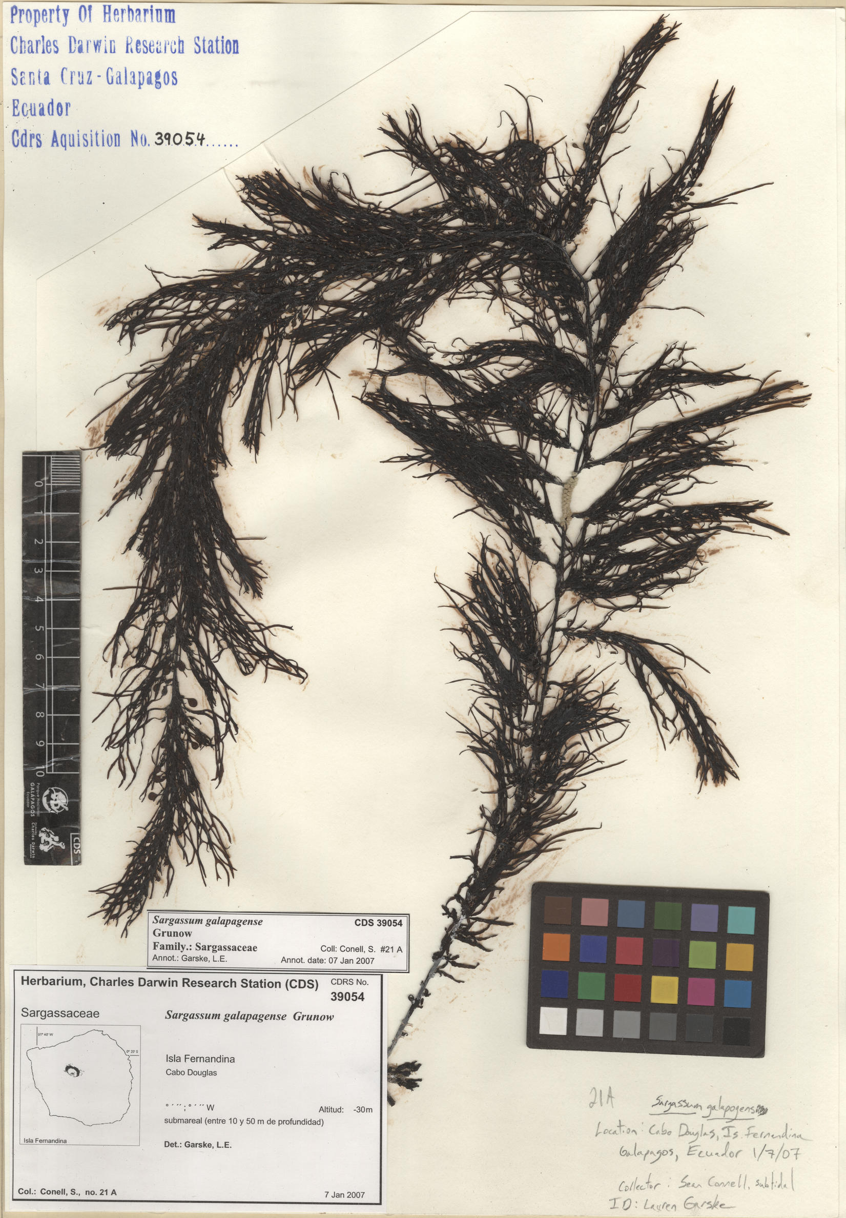 Sargassum galapagense , CDS especimen de herbario. Foto: Bravo, L..