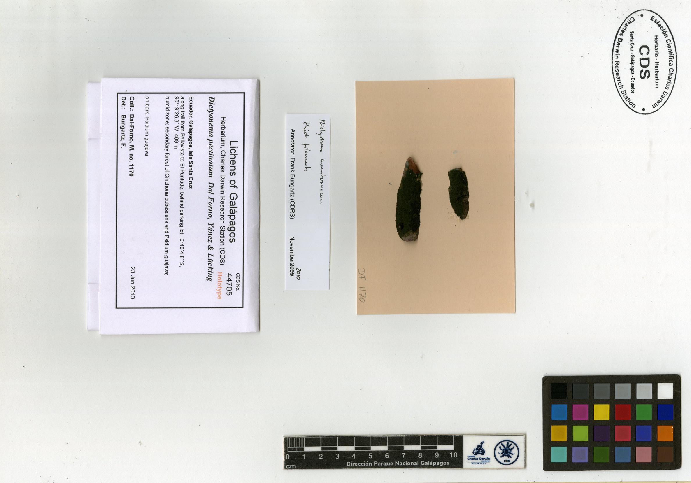 Dictyonema pectinatum type specimen Photo: CDS.