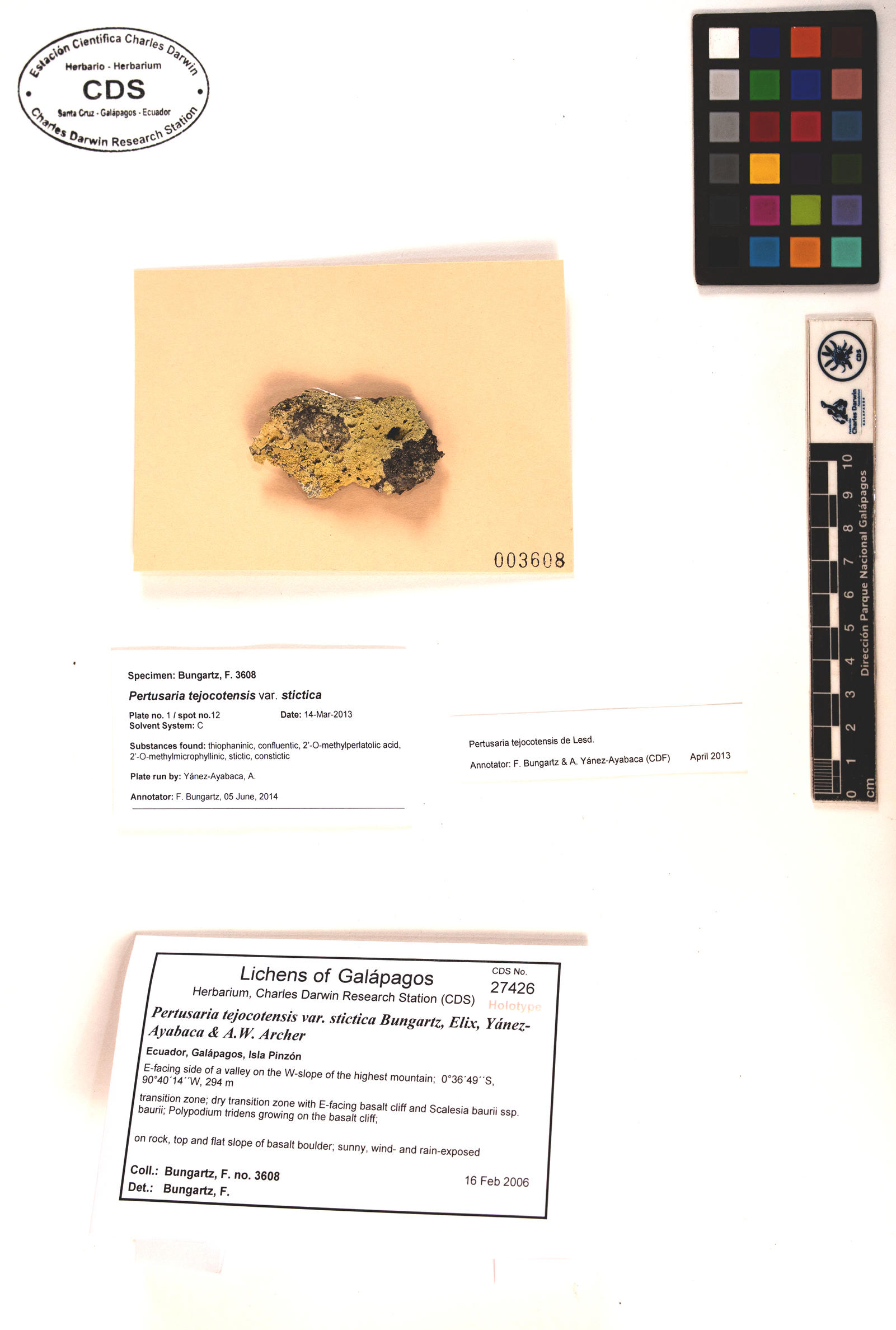 Pertusaria tejocotensis var. stictica
type specimen Photo: CDS.