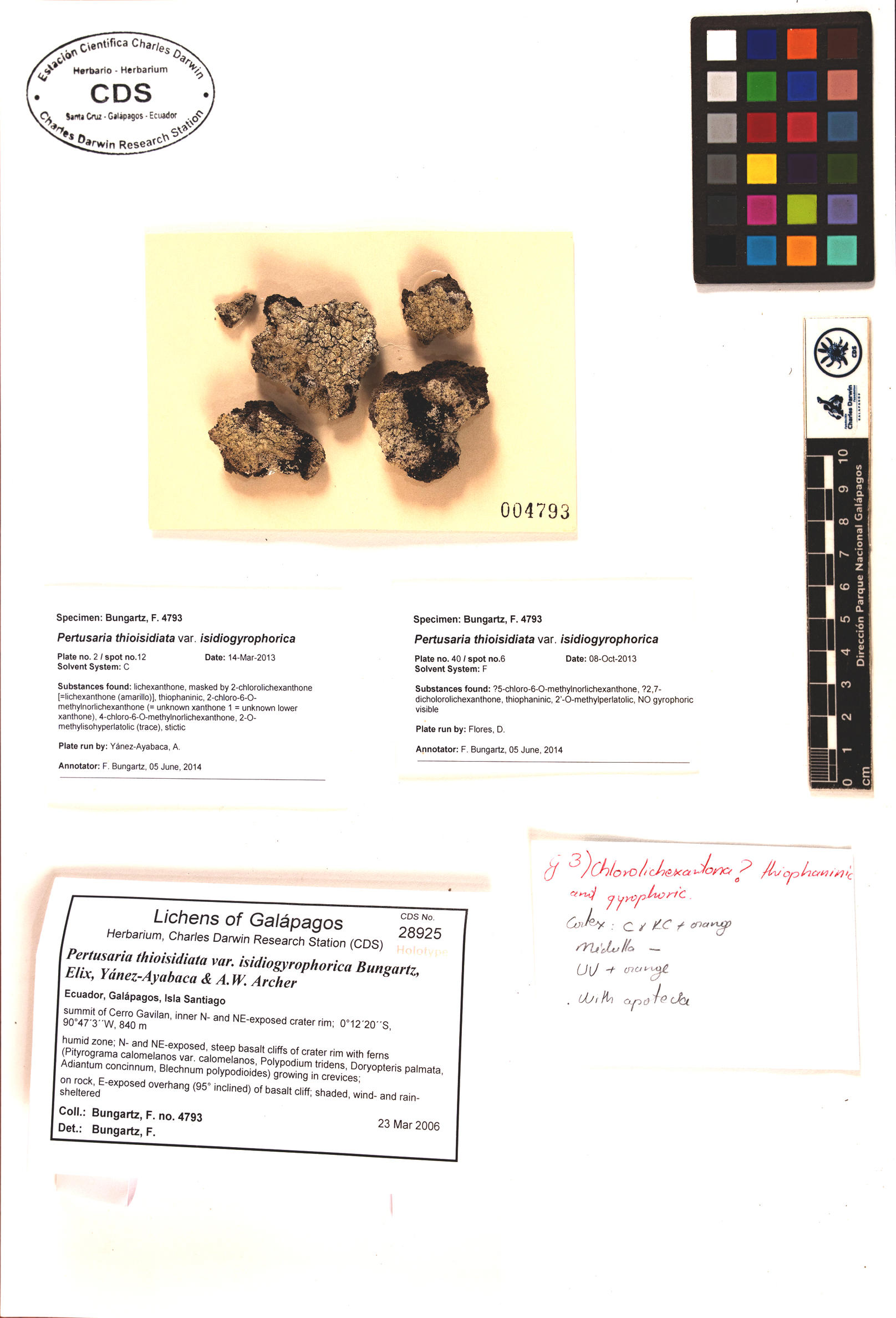 Especímen tipo de Pertusaria thioisidiata var. isidiogyrophorica Foto: CDS.