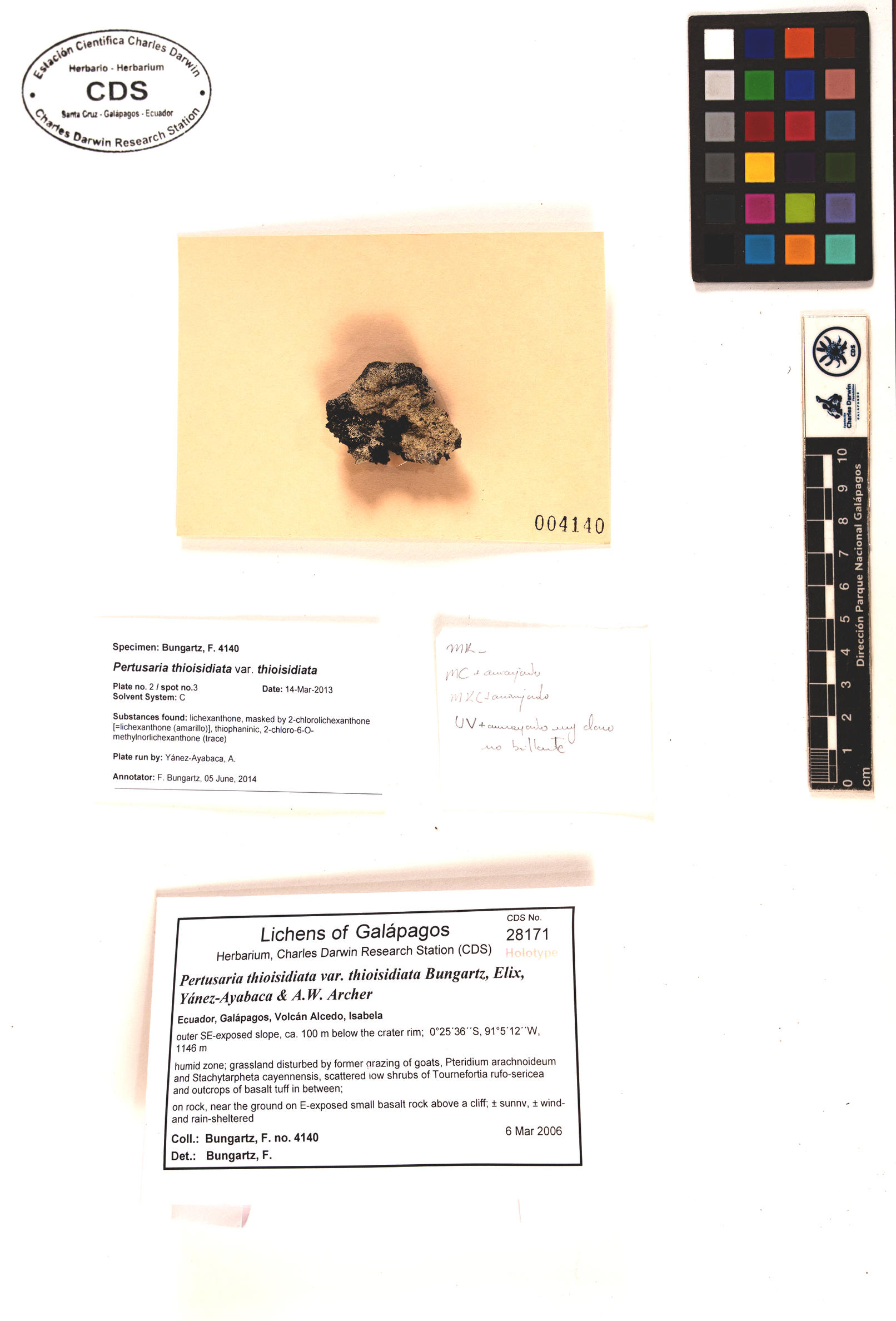 Pertusaria thioisidiata var. thioisidiata type specimen Photo: CDS.