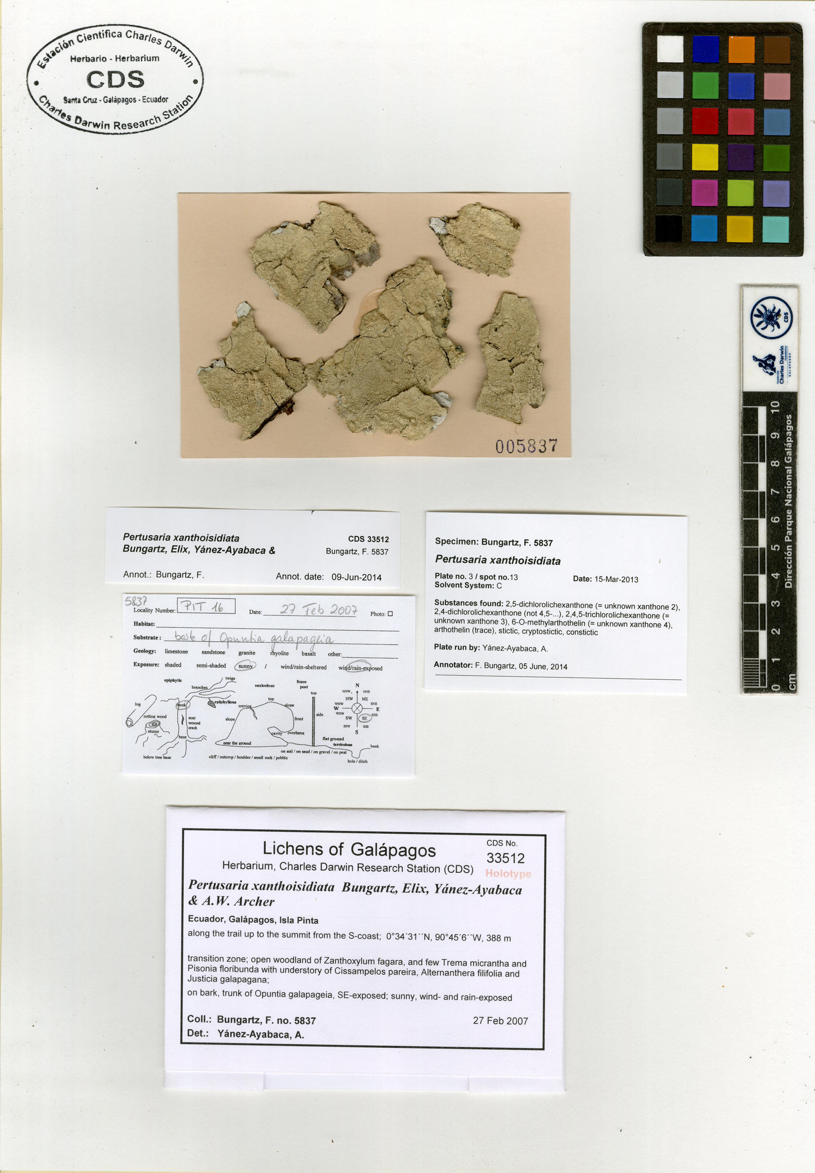 Pertusaria xanthoisidiata type specimen Photo: CDS.