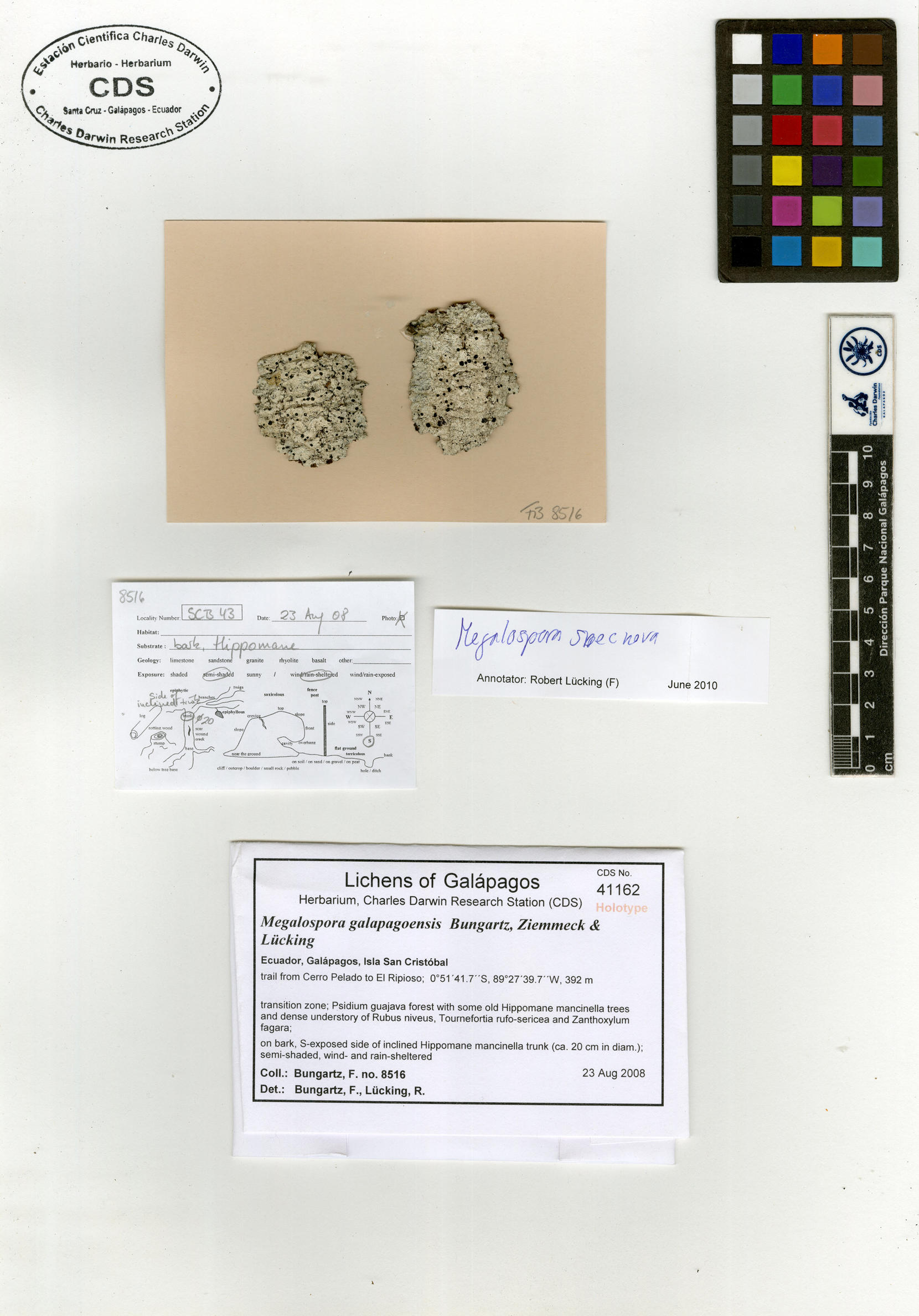 Especímen tipo de Megalospora galapagoensis Foto: CDS.
