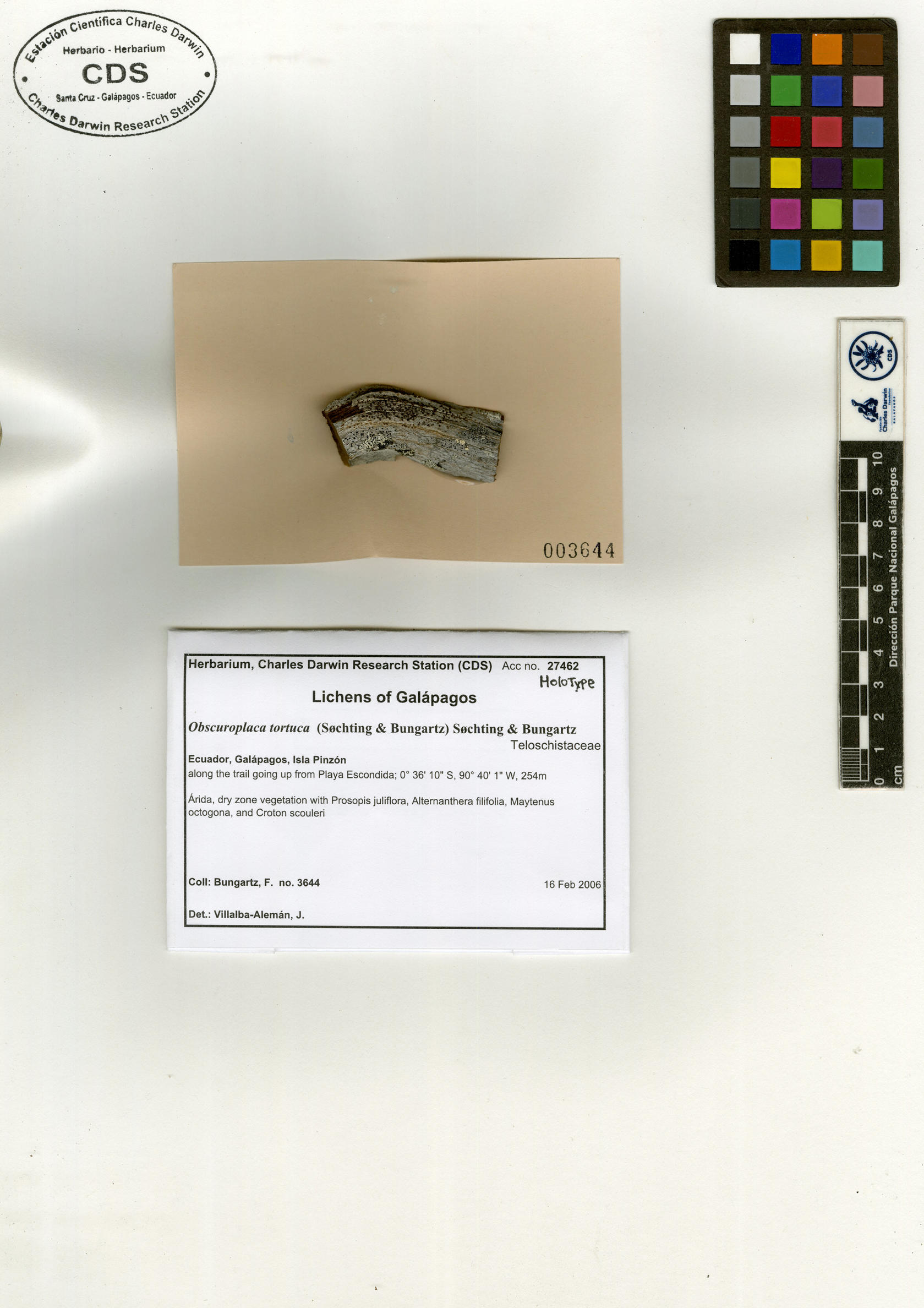 Obscuroplaca tortuca type specimen Photo: CDS.