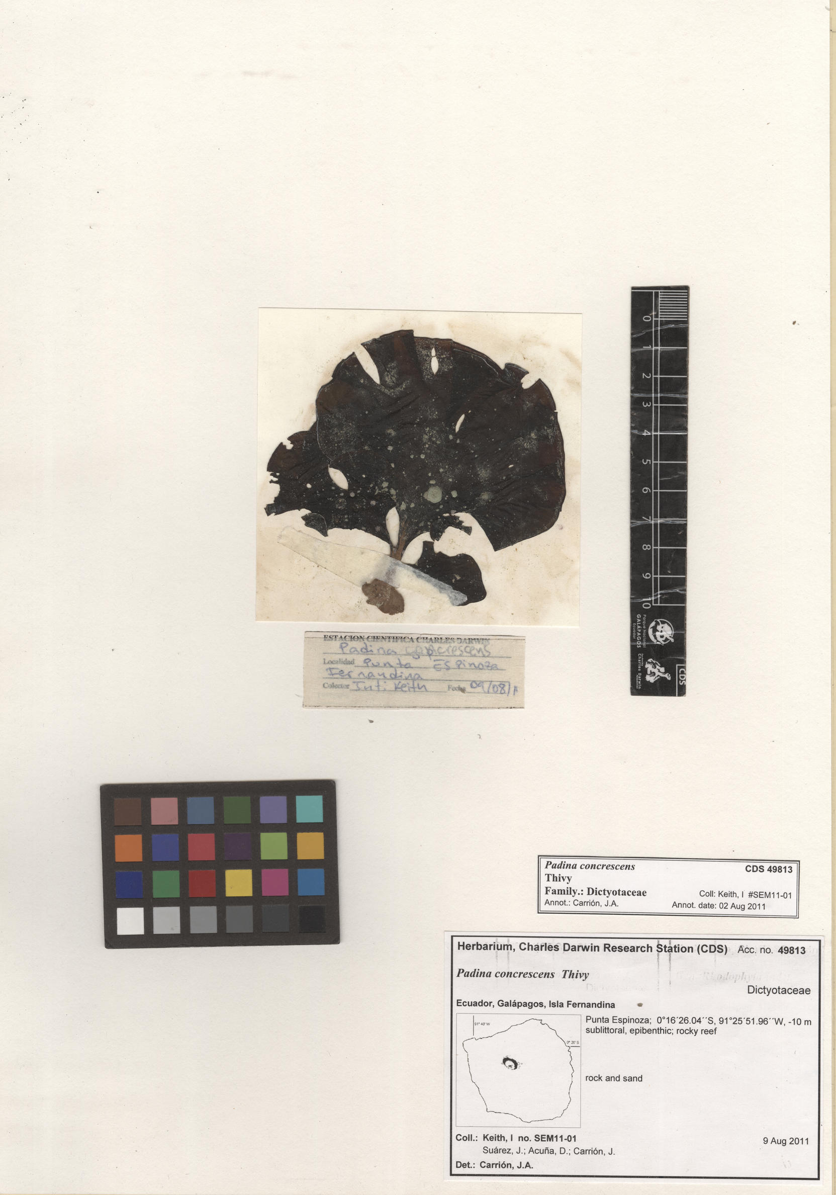 Padina concrescens , CDS specimen herbarium. Photo: Bravo, L..