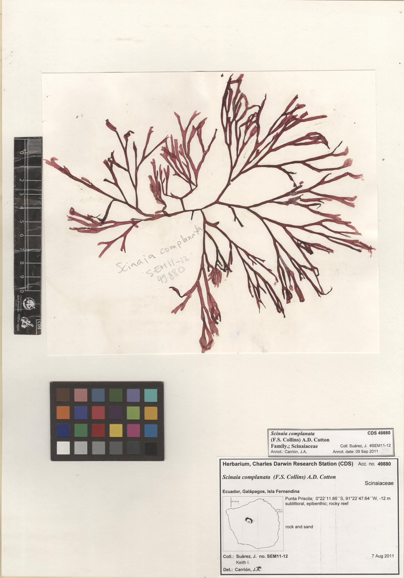  Scinaia complanata , CDS specimen herbarium. Photo: Bravo, L..