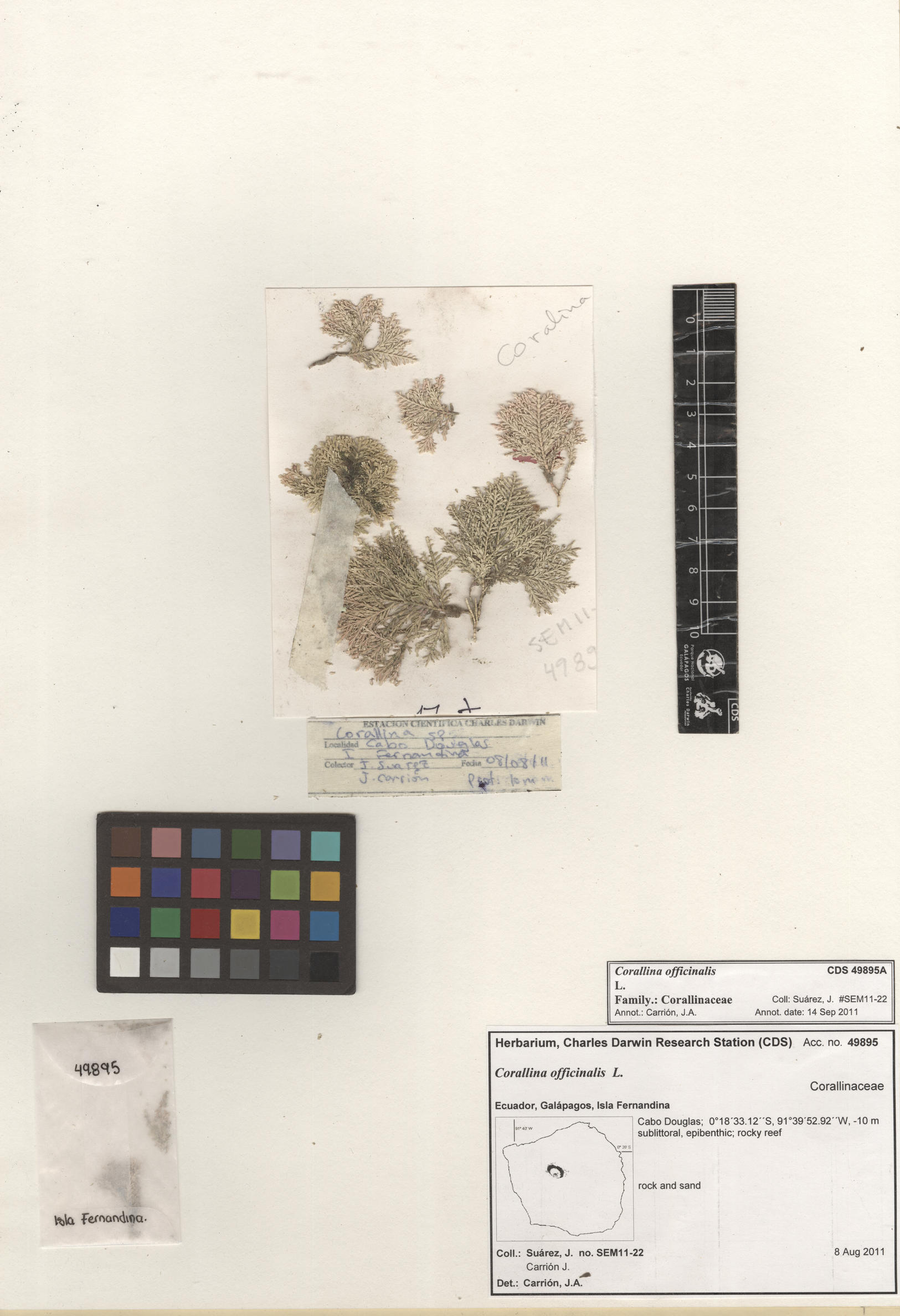  Corallina officinalis , CDS specimen herbarium. Photo: Bravo, L..