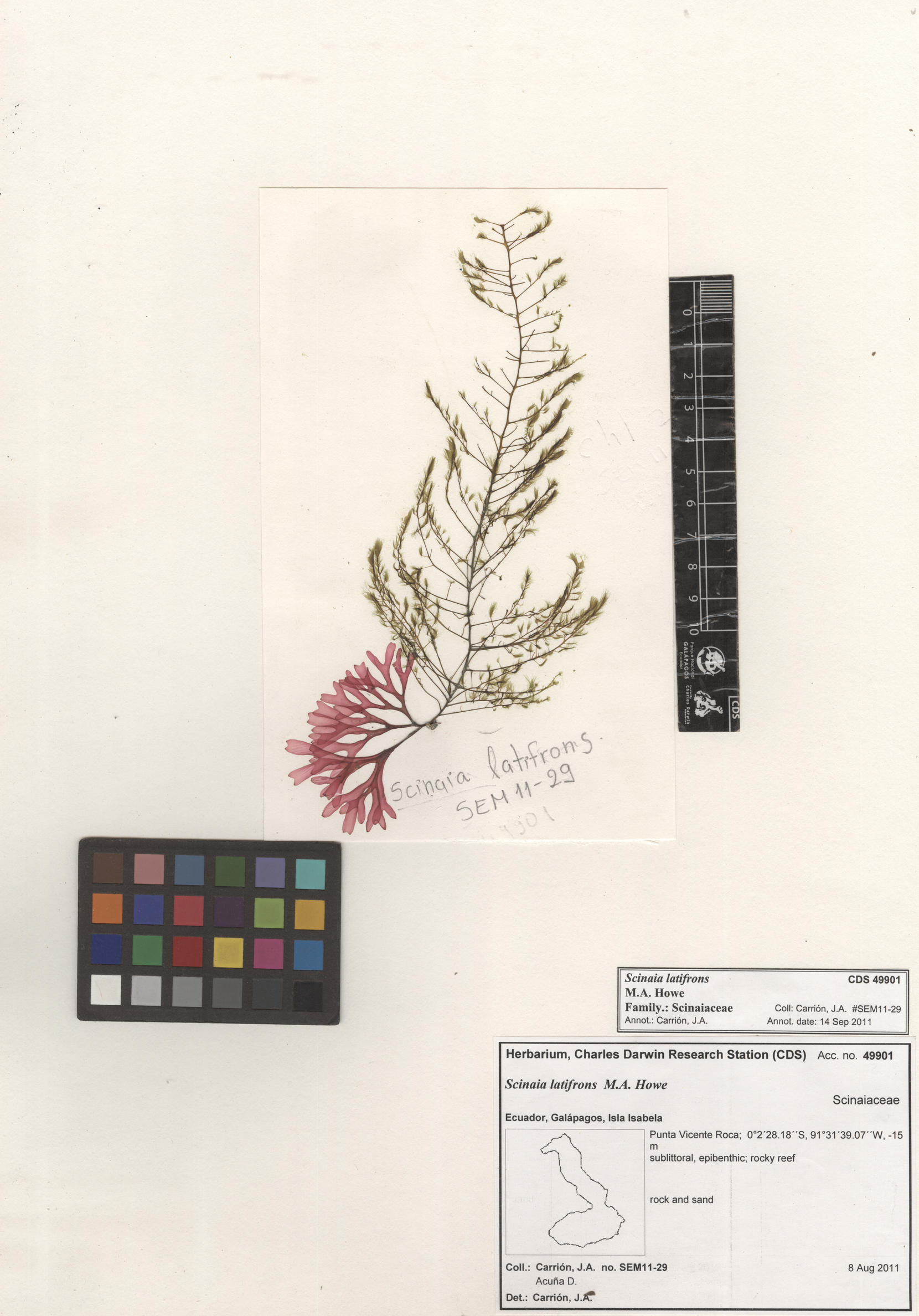  Scinaia latifrons , CDS specimen herbarium. Photo: Bravo, L..