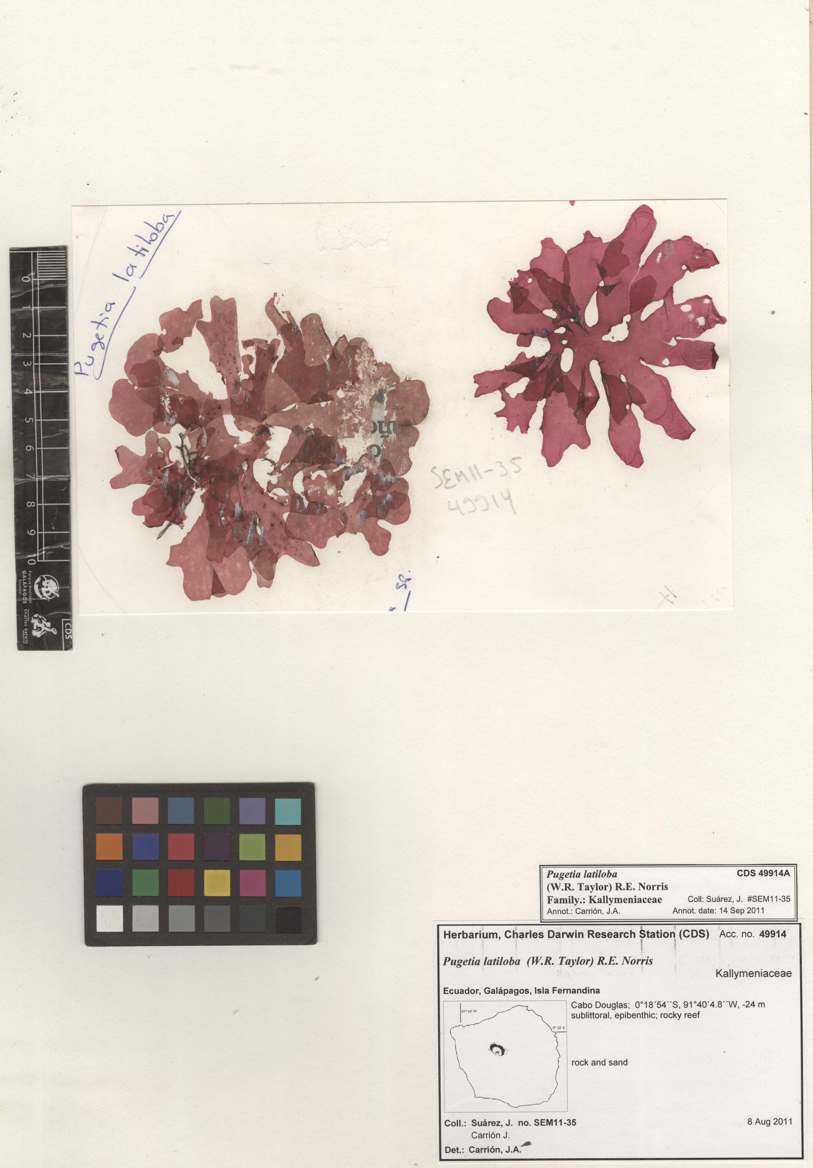 Pugetia latiloba , CDS specimen herbarium. Photo: Bravo, L..