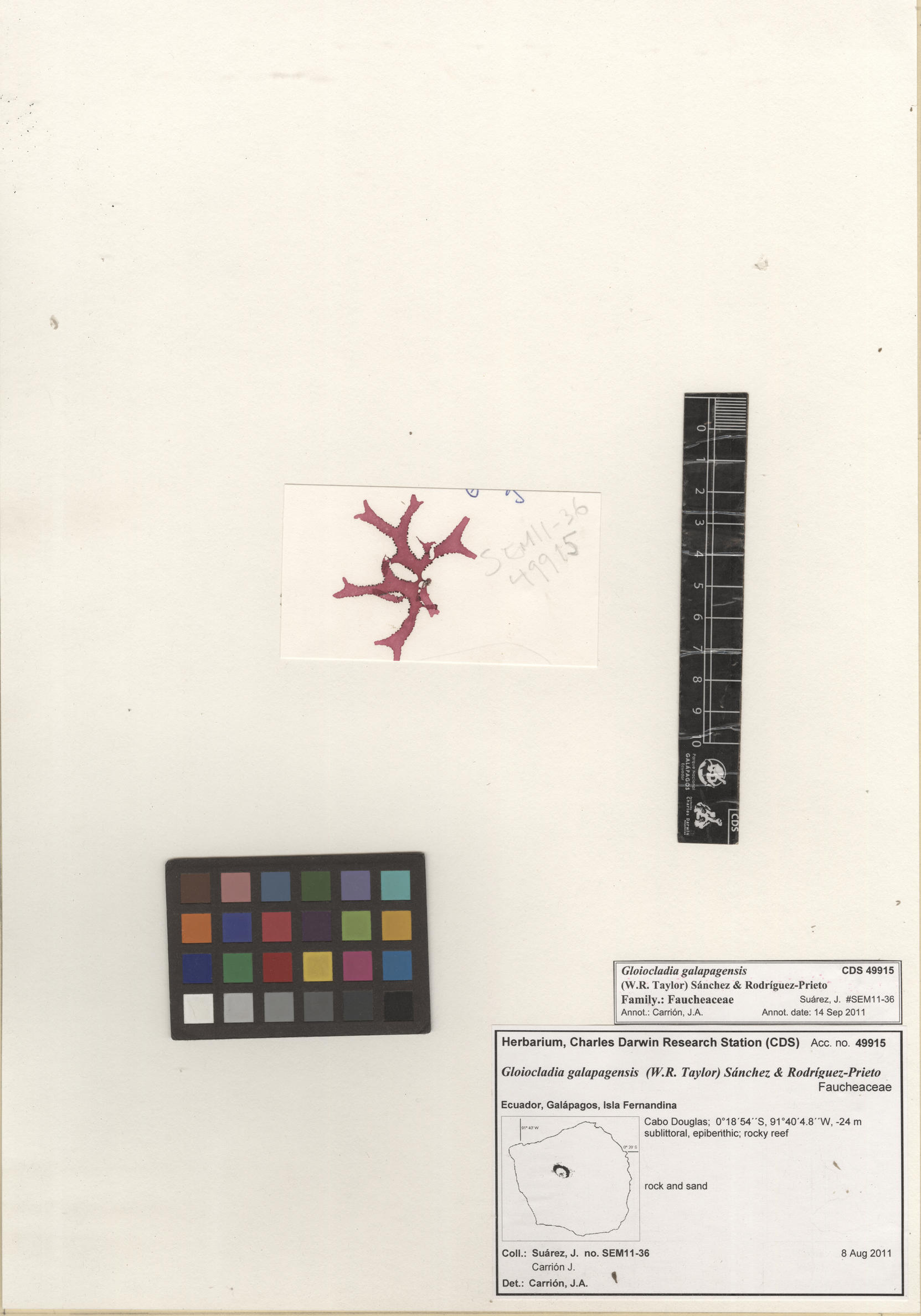  Gloiocladia galapagensis , CDS specimen herbarium. Photo: Bravo, L..