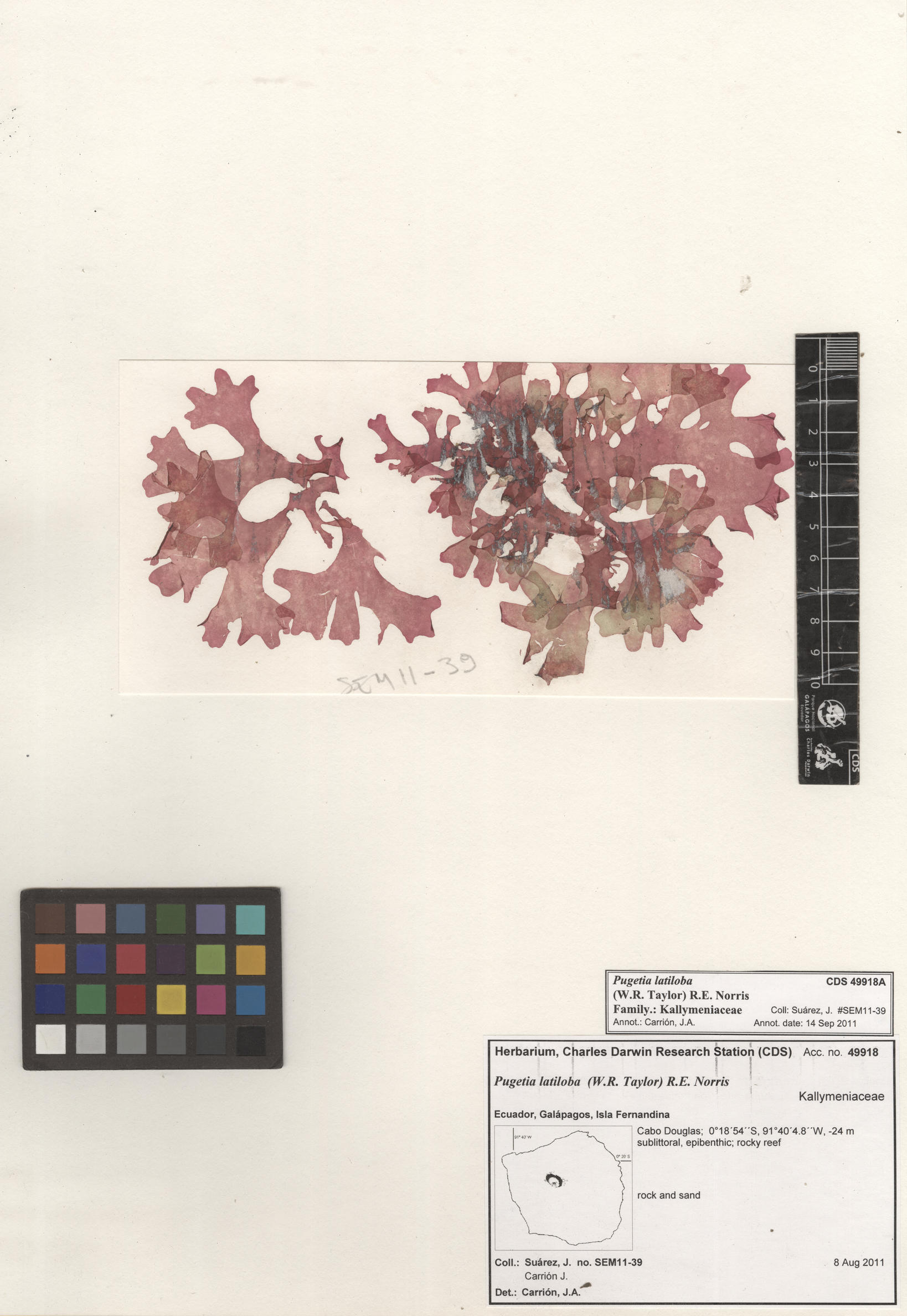 Pugetia latiloba , CDS specimen herbarium. Photo: Bravo, L..