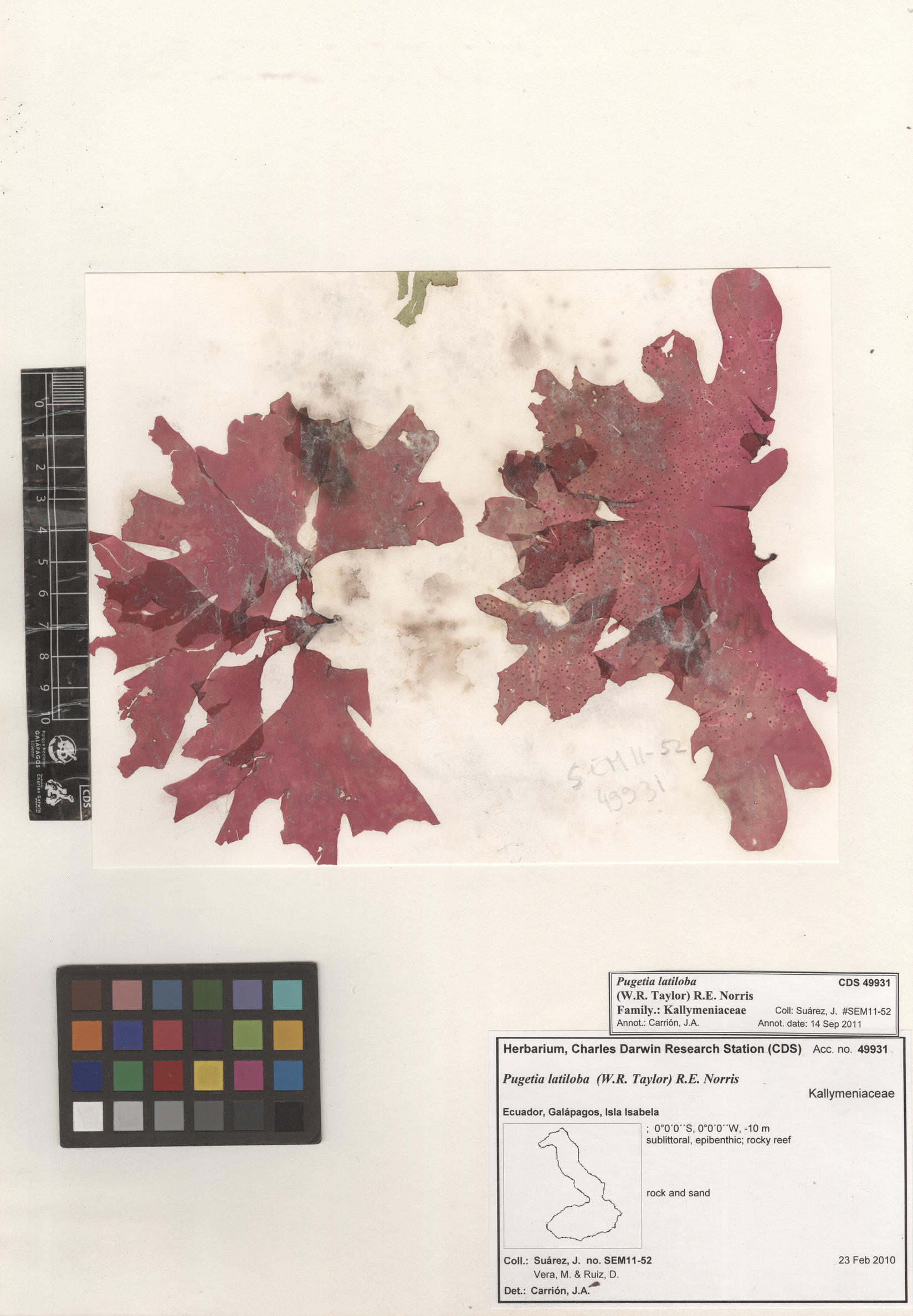 Pugetia latiloba , CDS specimen herbarium. Photo: Bravo, L..