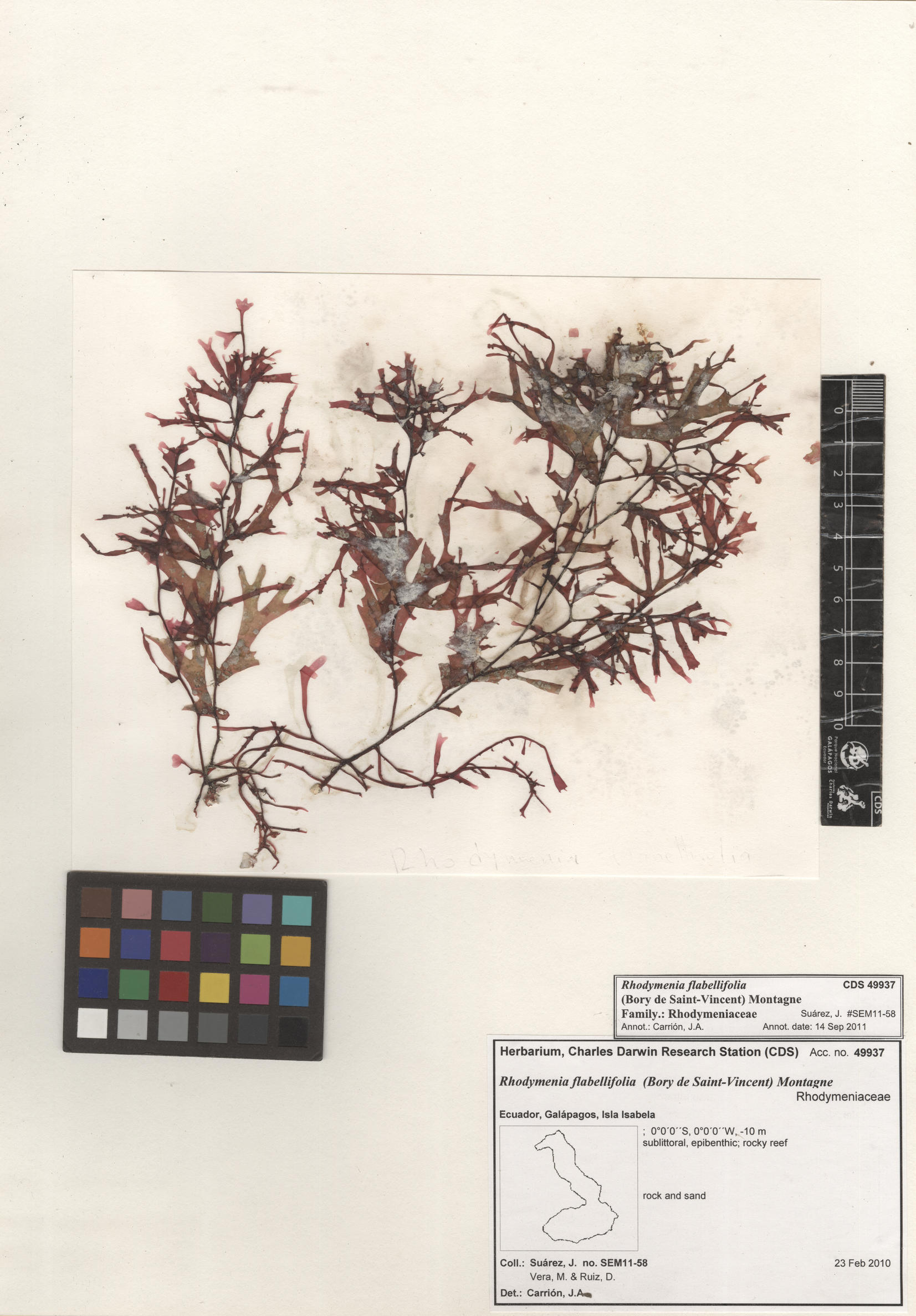  Rhodymenia flabellifolia , CDS specimen herbarium. Photo: Bravo, L..