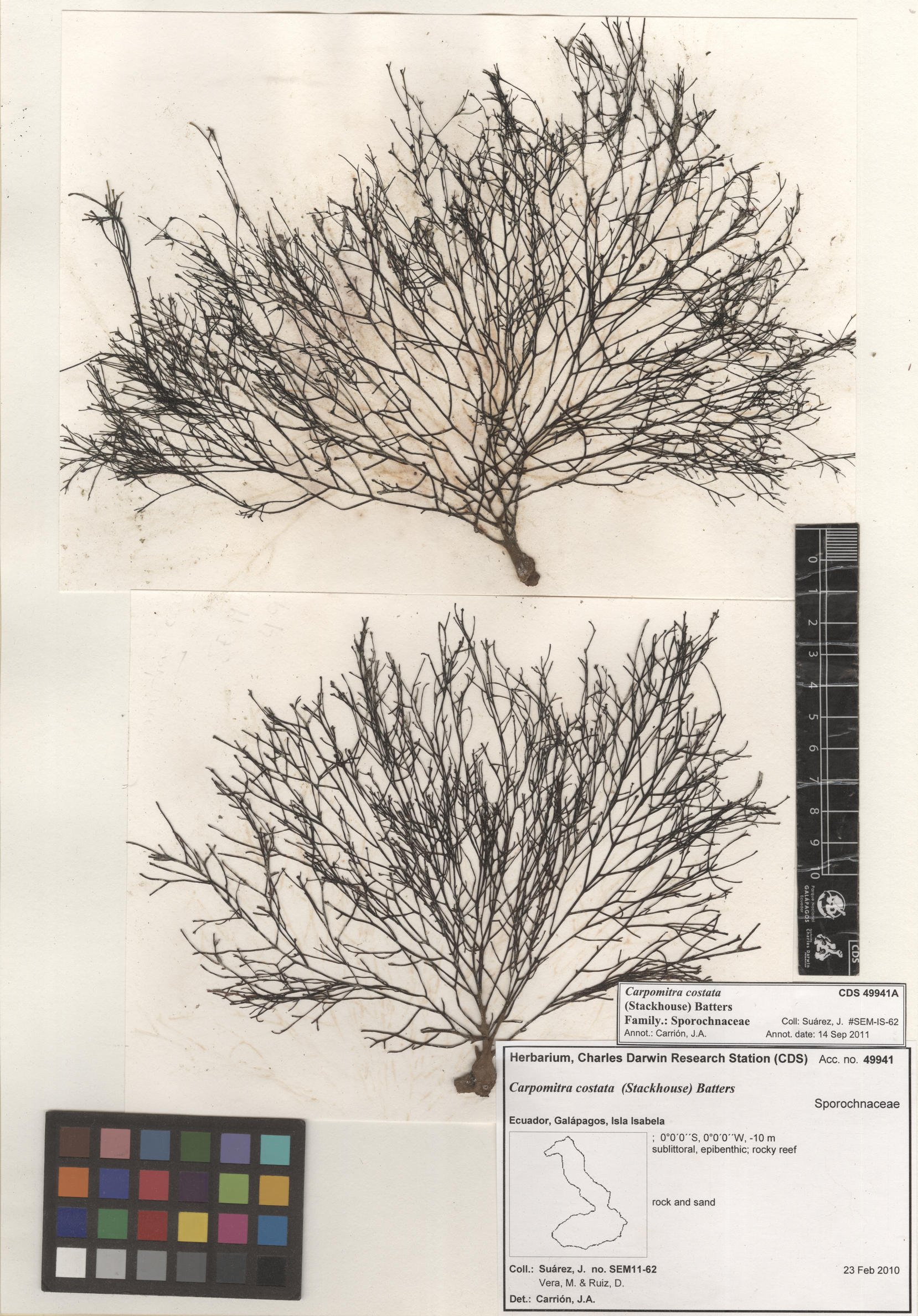  Carpomitra costata , CDS specimen herbarium. Photo: Bravo, L..