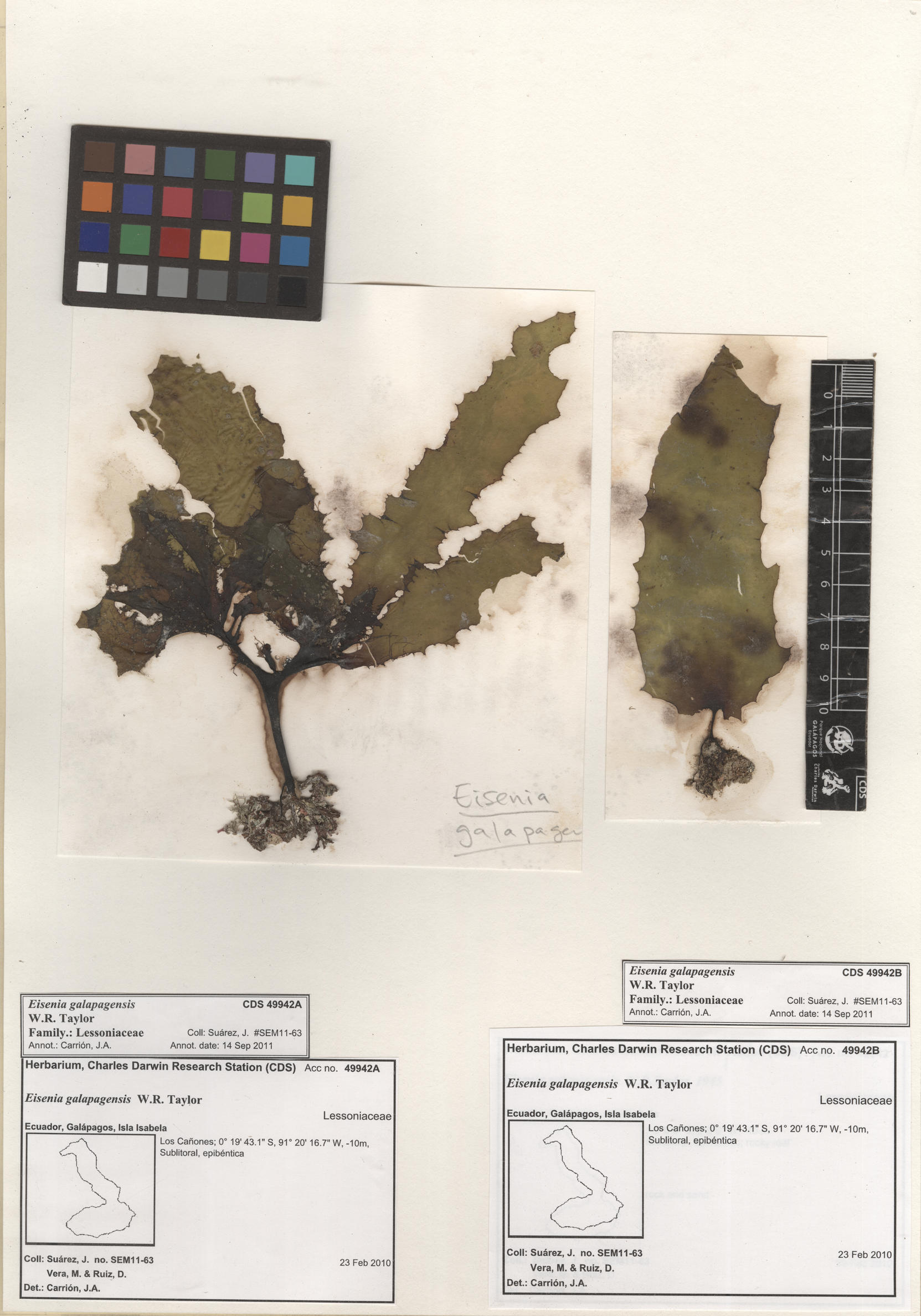  Eisenia galapagensis , CDS especimen de herbario. Foto: Bravo, L..