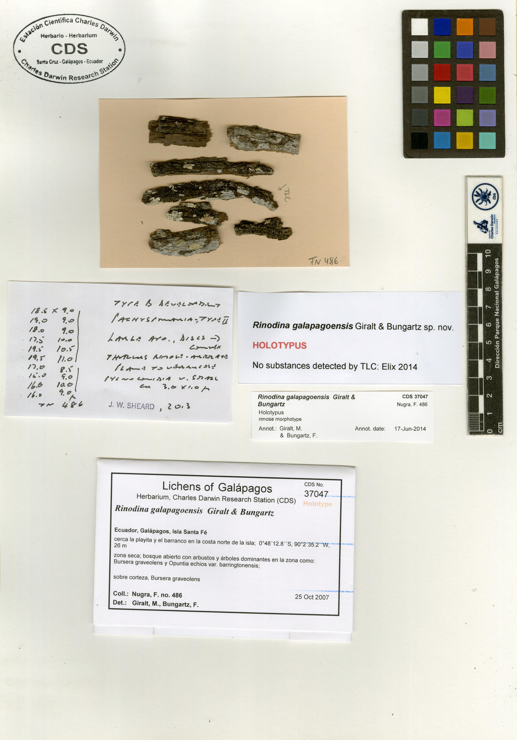 Rinodina galapagoensis type specimen Photo: CDS.