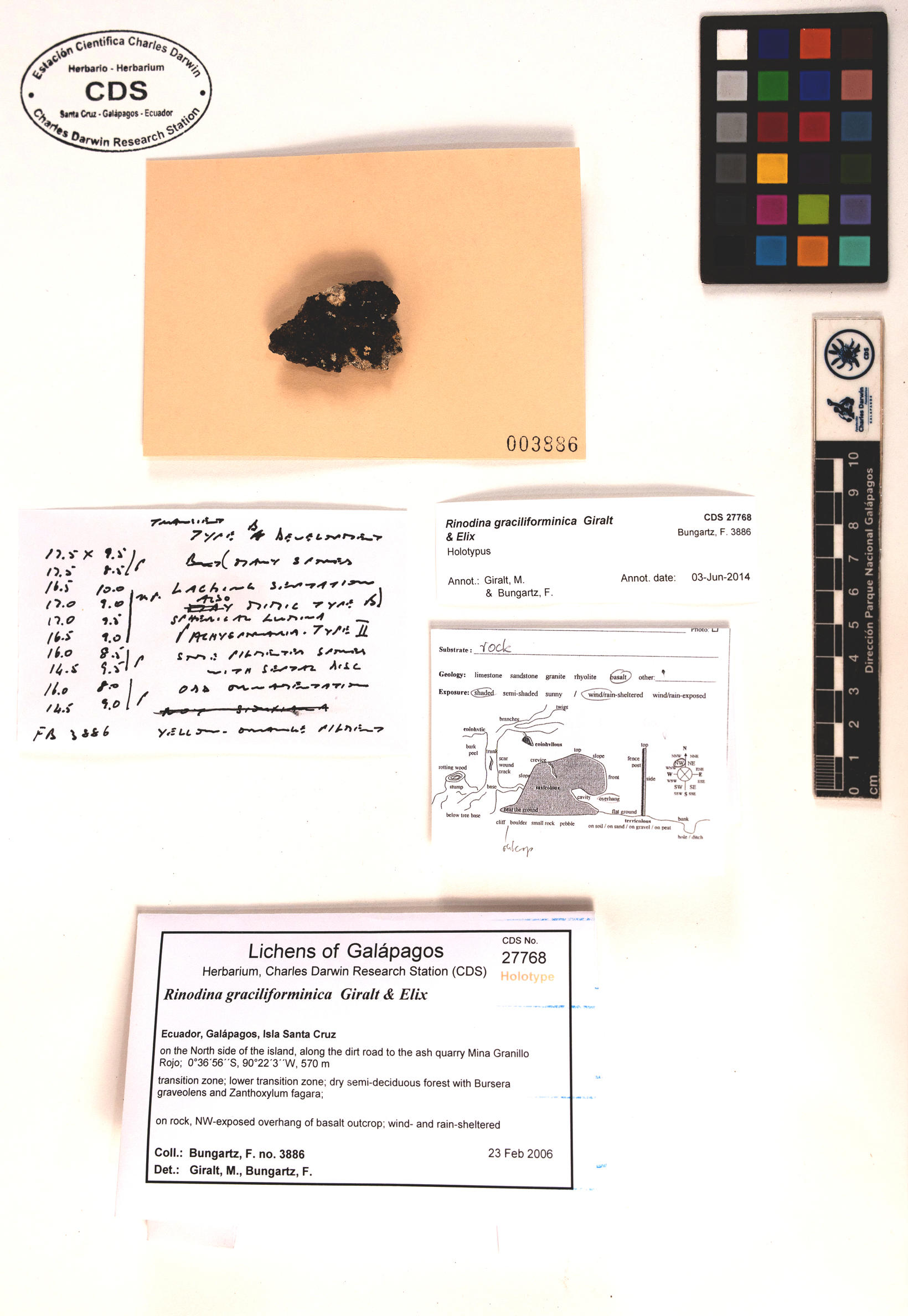 Rinodina graciliforminica type specimen Photo: CDS.