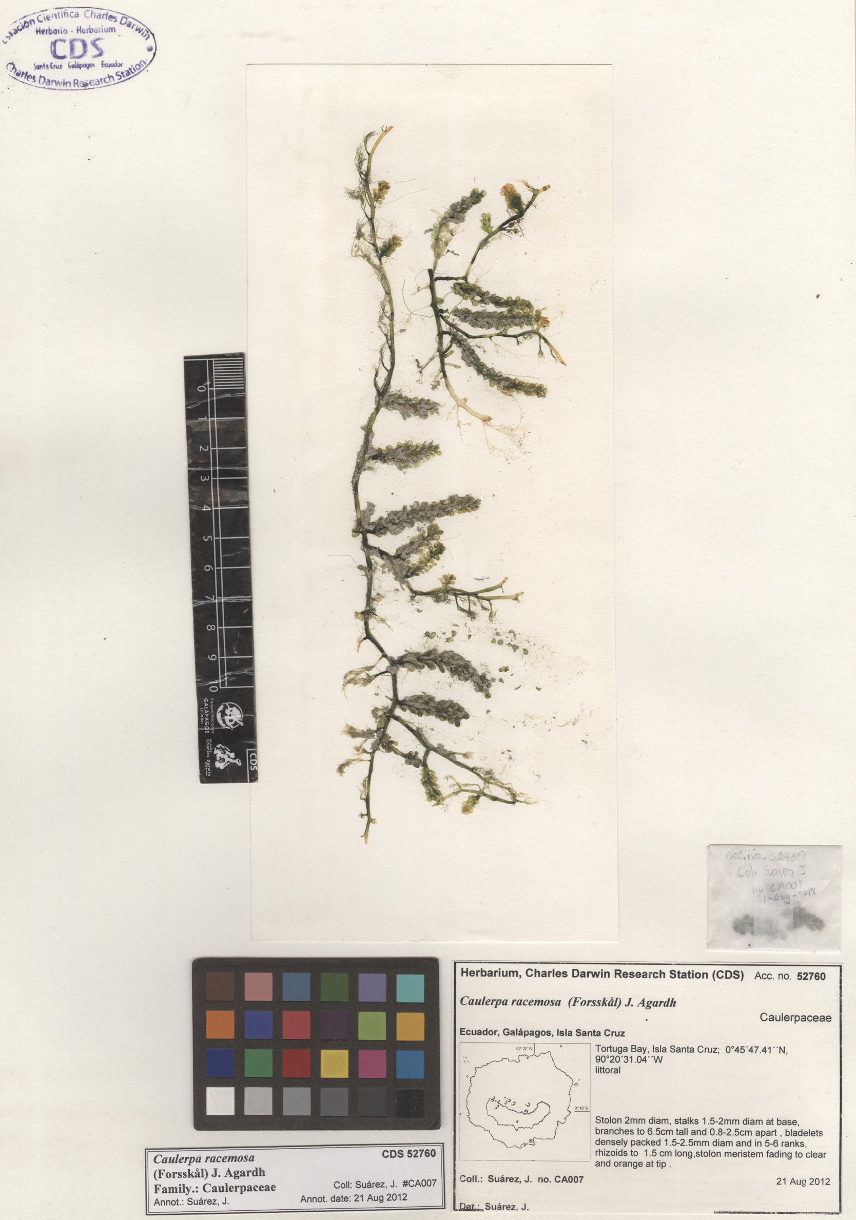  Caulerpa racemosa , CDS specimen herbarium. Photo: Bravo, L..