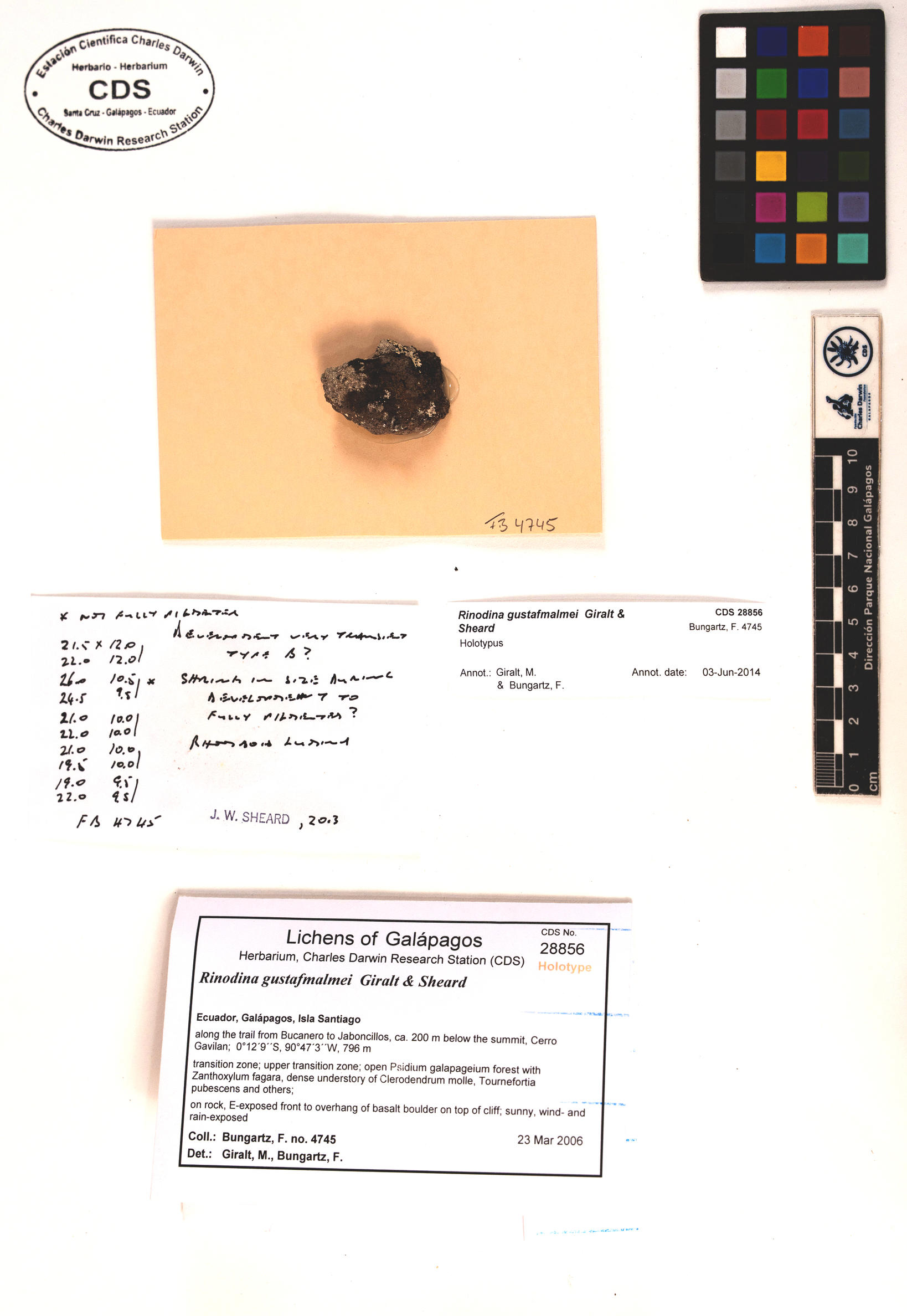 Rinodina gustafmalmei type specimen Photo: CDS.