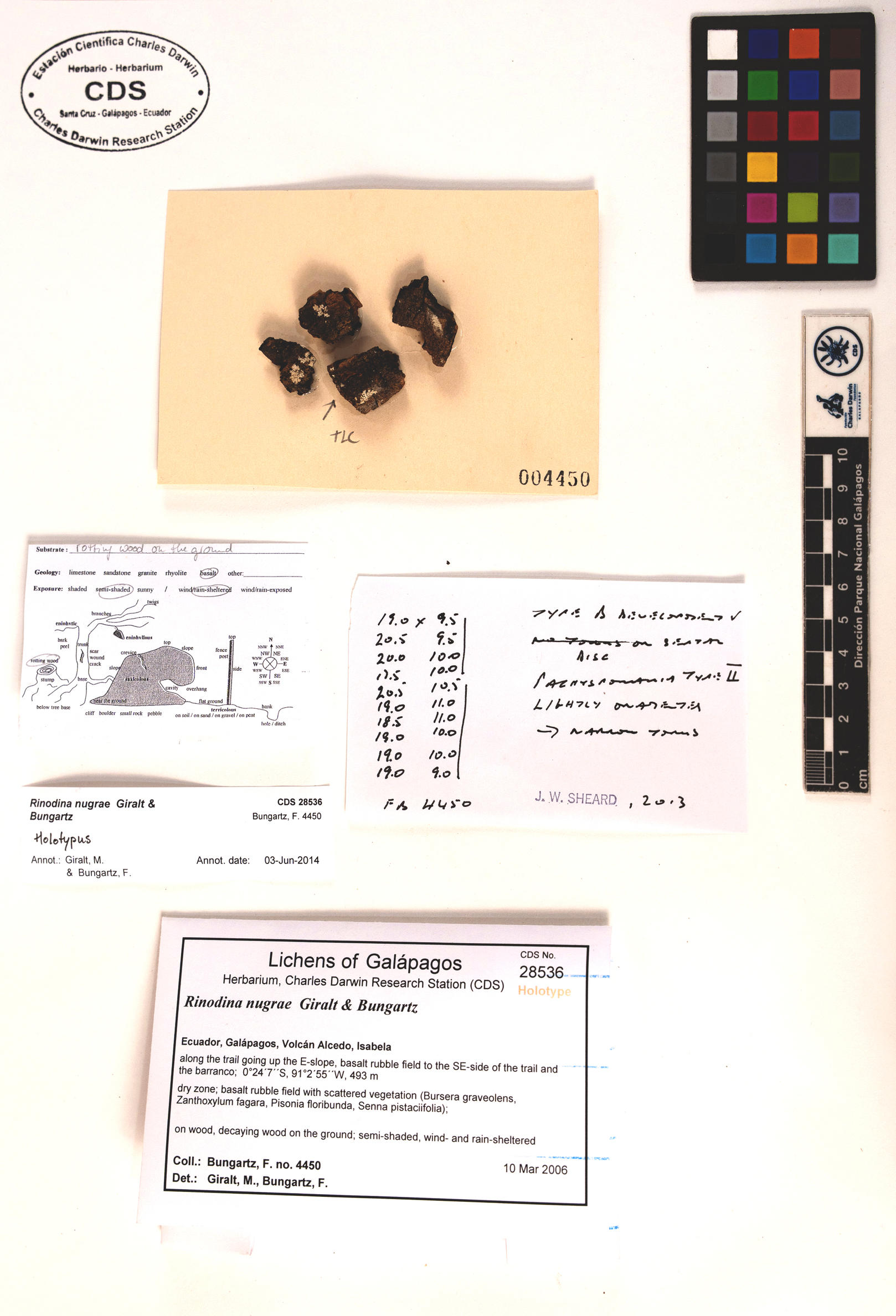 Rinodina nugrae type specimen Photo: CDS.