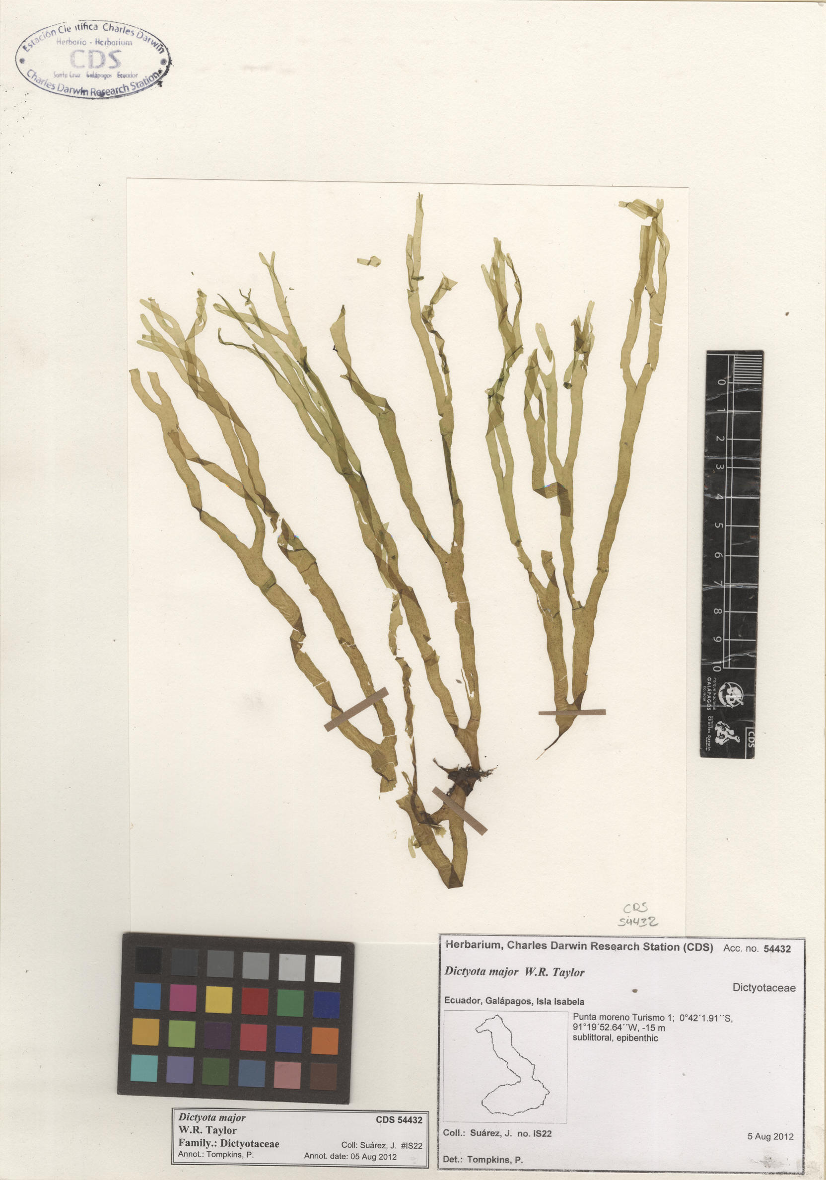 Dictyota major , CDS specimen herbarium. Photo: Bravo, L..