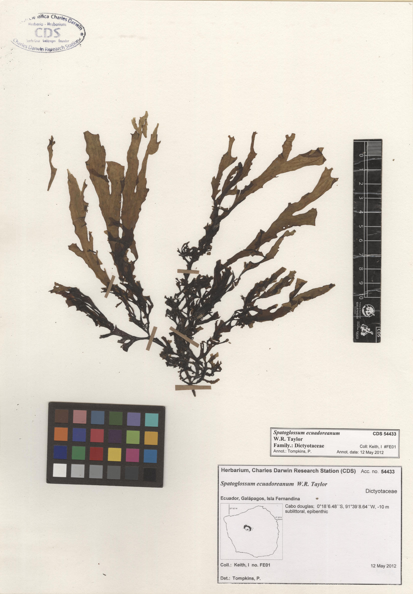  Spatoglossum ecuadoreanum  , CDS specimen herbarium. Photo: Bravo, L..