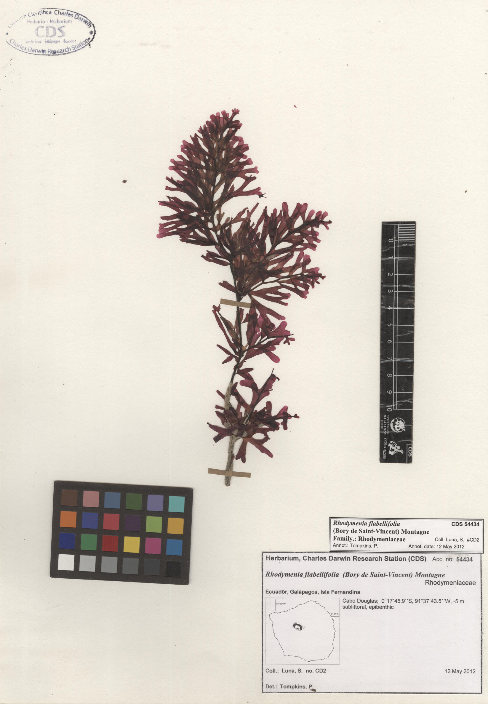  Rhodymenia flabellifolia , CDS specimen herbarium. Photo: Bravo, L..