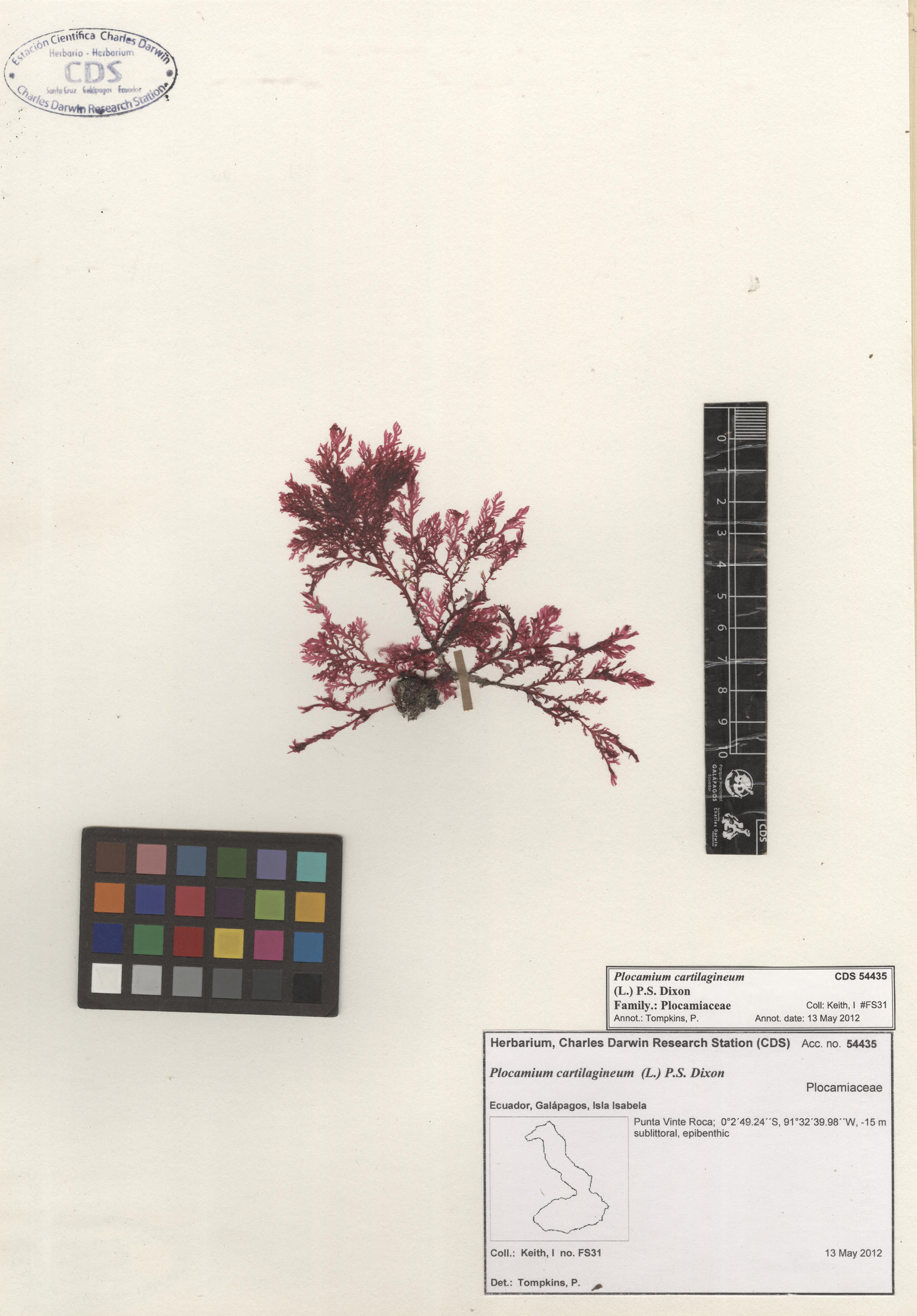  Plocamium cartilagineum , CDS specimen herbarium. Photo: Bravo, L..