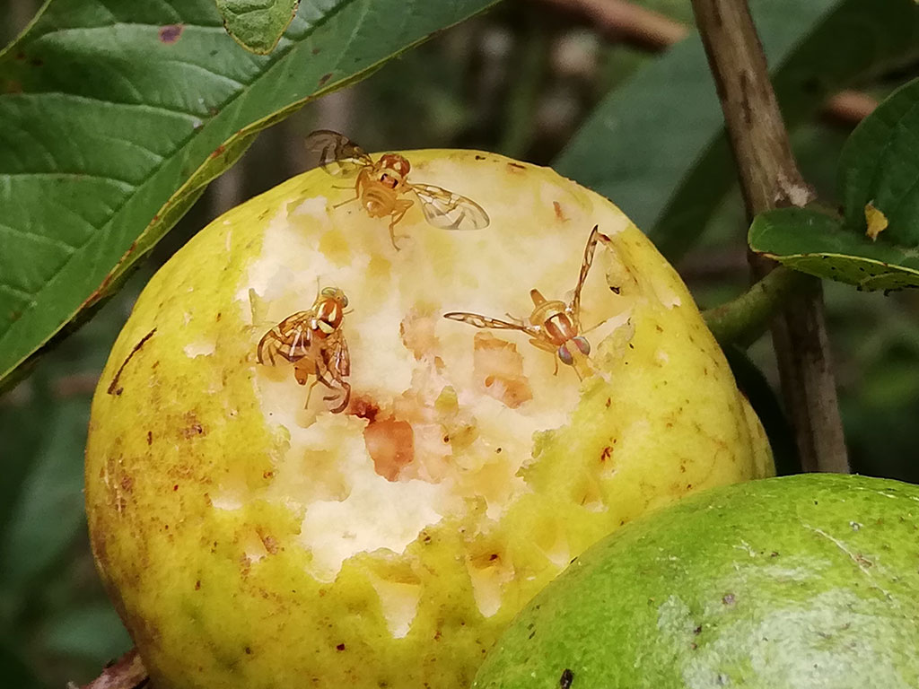 Moscas de la fruta, Anastrepha fraterculus, consumiendo una guayaba. Foto: Julia Bolaños, CDF, 2021.