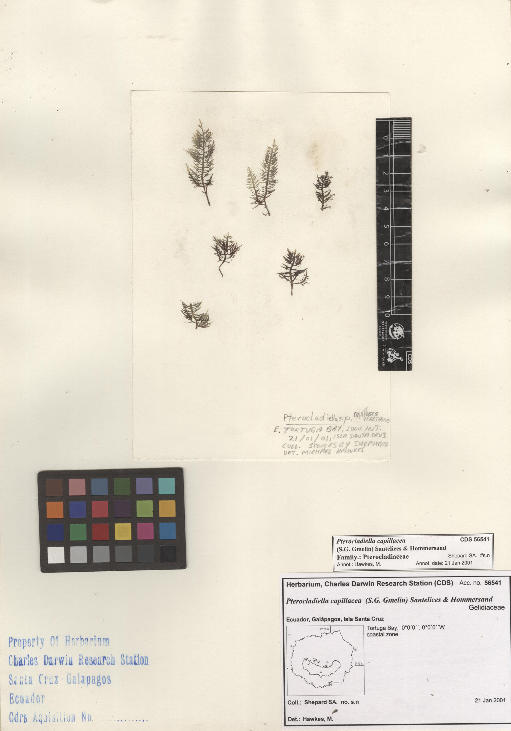 Pterocladiella capillacea , CDS especimen de herbario. Foto: Bravo, L..