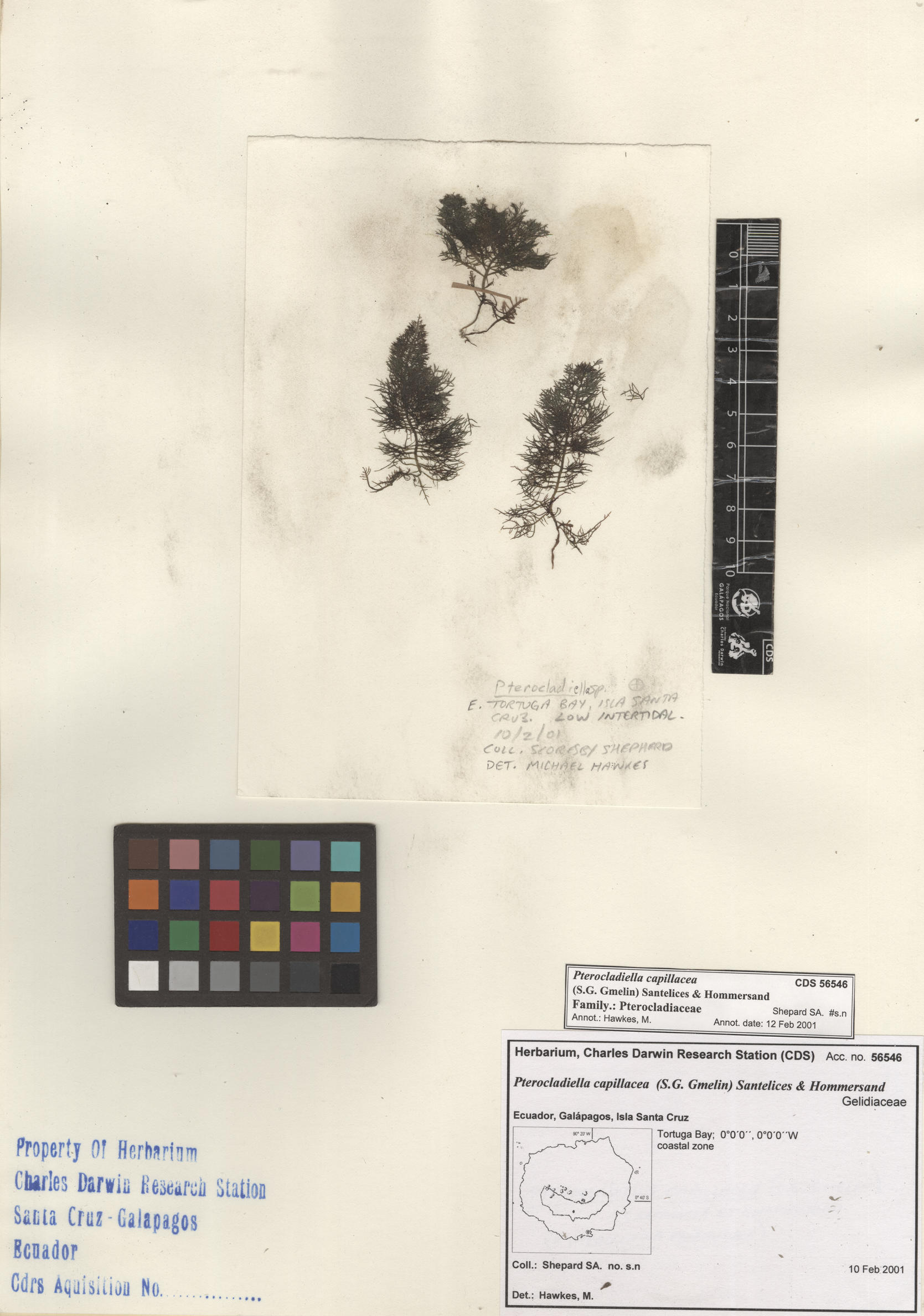 Pterocladiella capillacea , CDS especimen de herbario. Foto: Bravo, L..