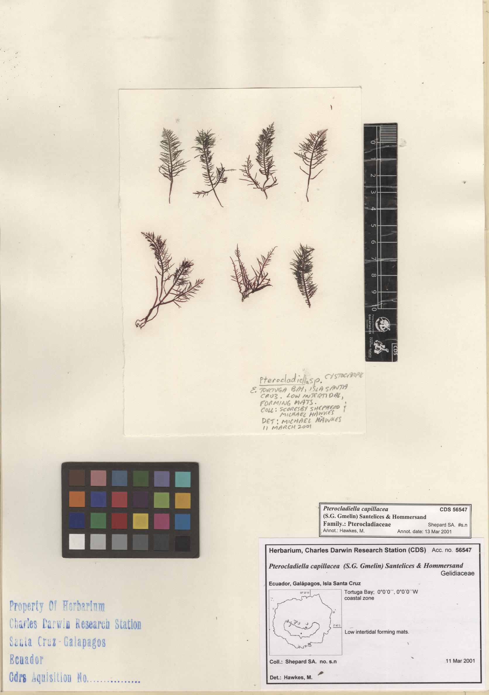 Pterocladiella capillacea , CDS especimen de herbario. Foto: Bravo, L..