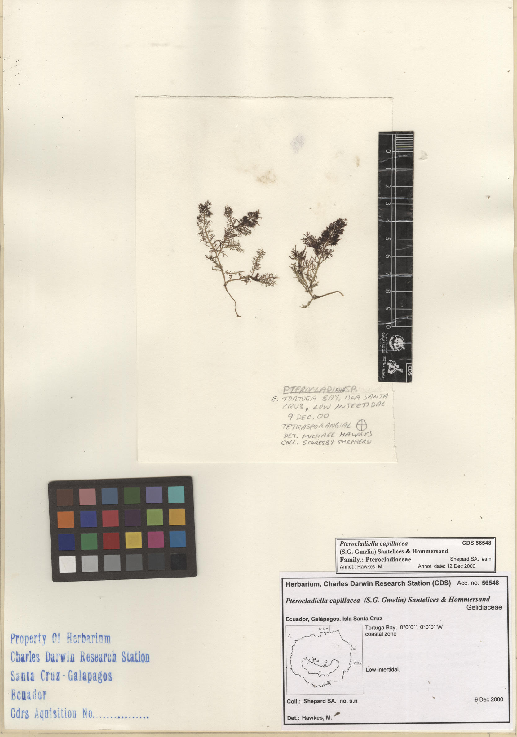 Pterocladiella capillacea , CDS especimen de herbario. Foto: Bravo, L..