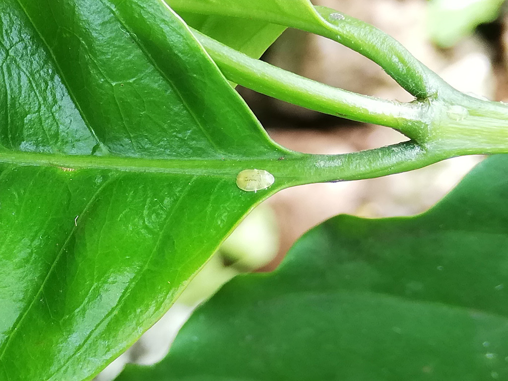 Green scale, Coccus viridis. El Cascajo, Santa Cruz Island. Photo: Julia Bolaños, CDF, 2020.