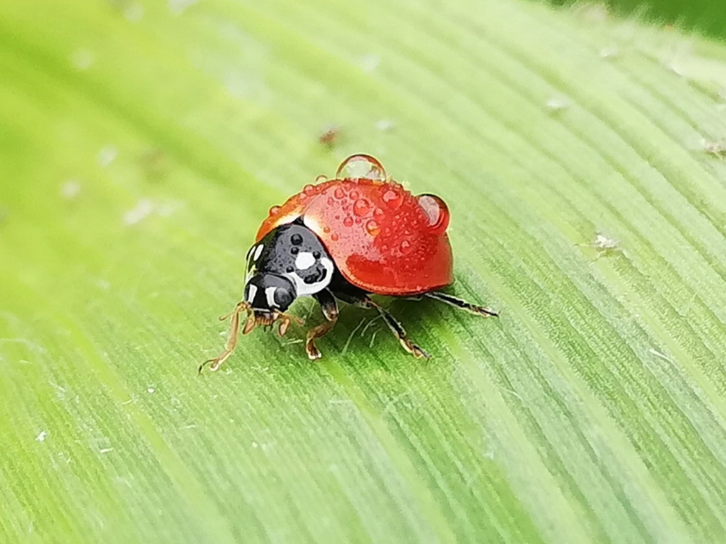 Spotless ladybird, Cycloneda sanguinea. El Camote, Santa Cruz. Photo: Julia Bolaños, CDF, 2020.