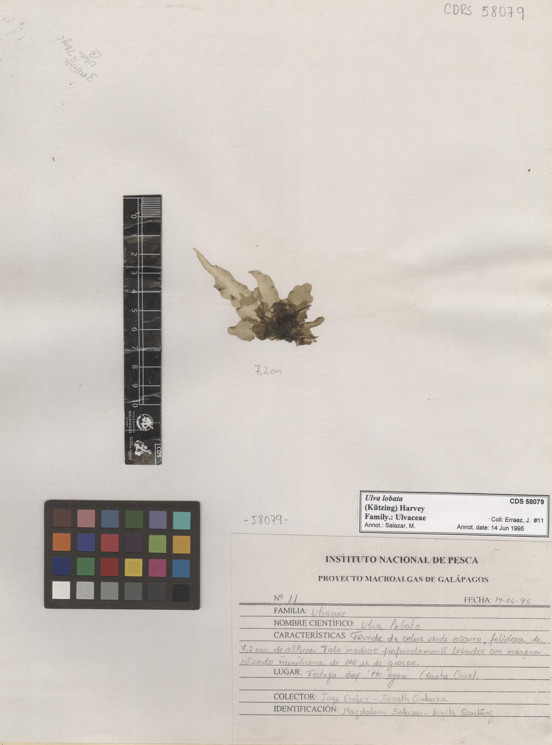  Ulva lobata , CDS specimen herbarium. Photo: Bravo, L..