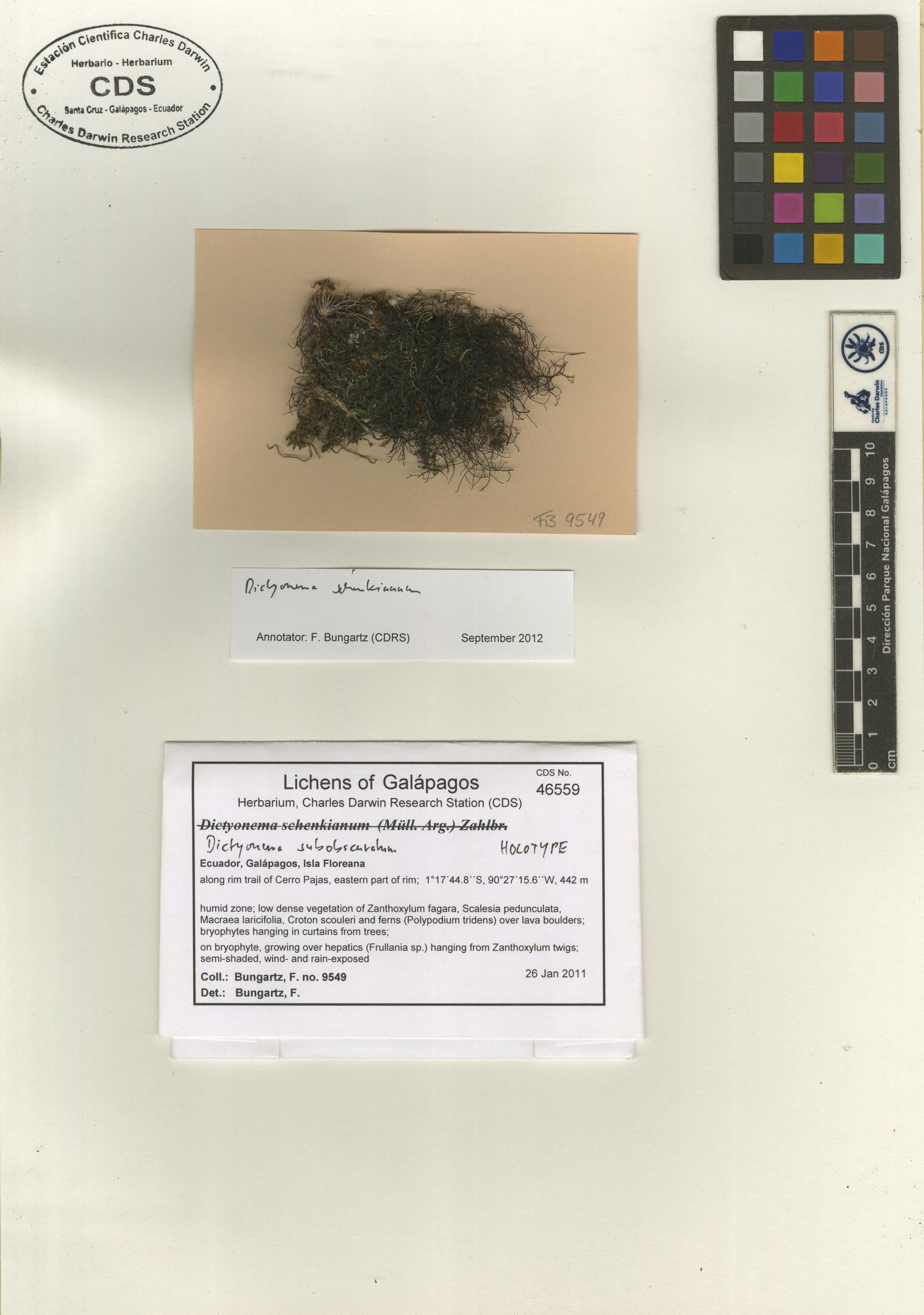 Type specimen of Dictyonema subobscuratum Photo: CDS.