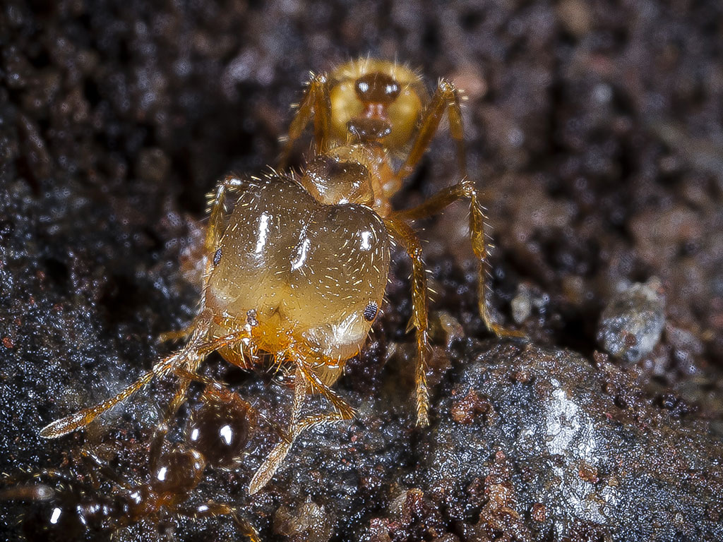 Major worker of the tropical fire ant, Solenopsis geminata. Photo: Henri Herrera, CDF.