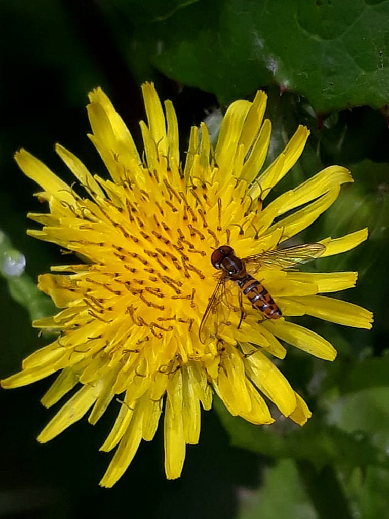Mosca Toxomerus crockeri. Santa Rosa, Santa Cruz. Foto: Jacqueline Rodríguez, CDF, 2020.