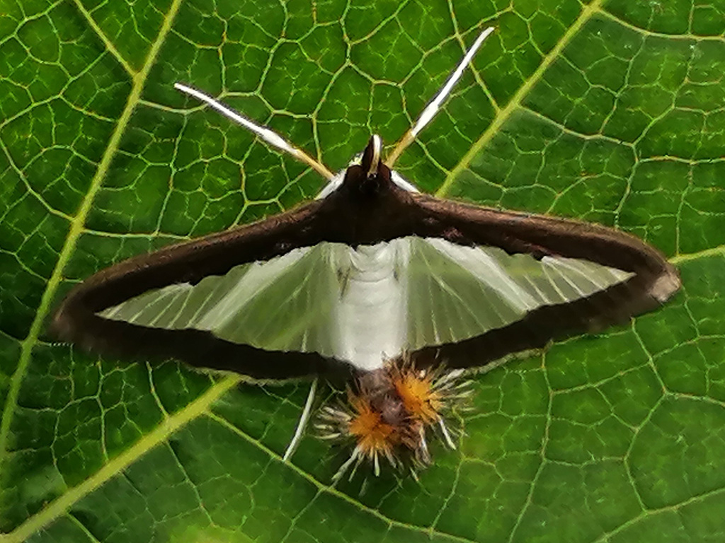 Melonworm moth, Diaphania hyalinata. Photo: Julia Bolaños, CDF, 2021.