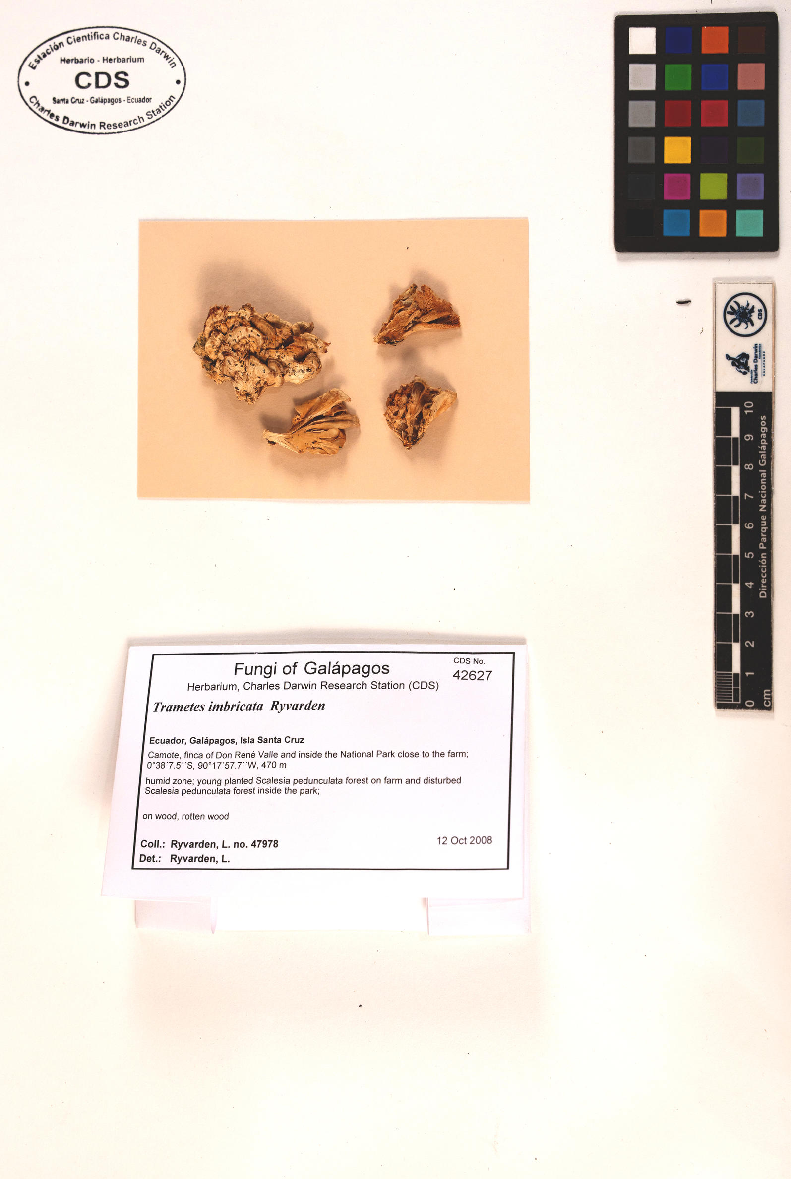 Trametes imbricata type specimen Photo: CDS.